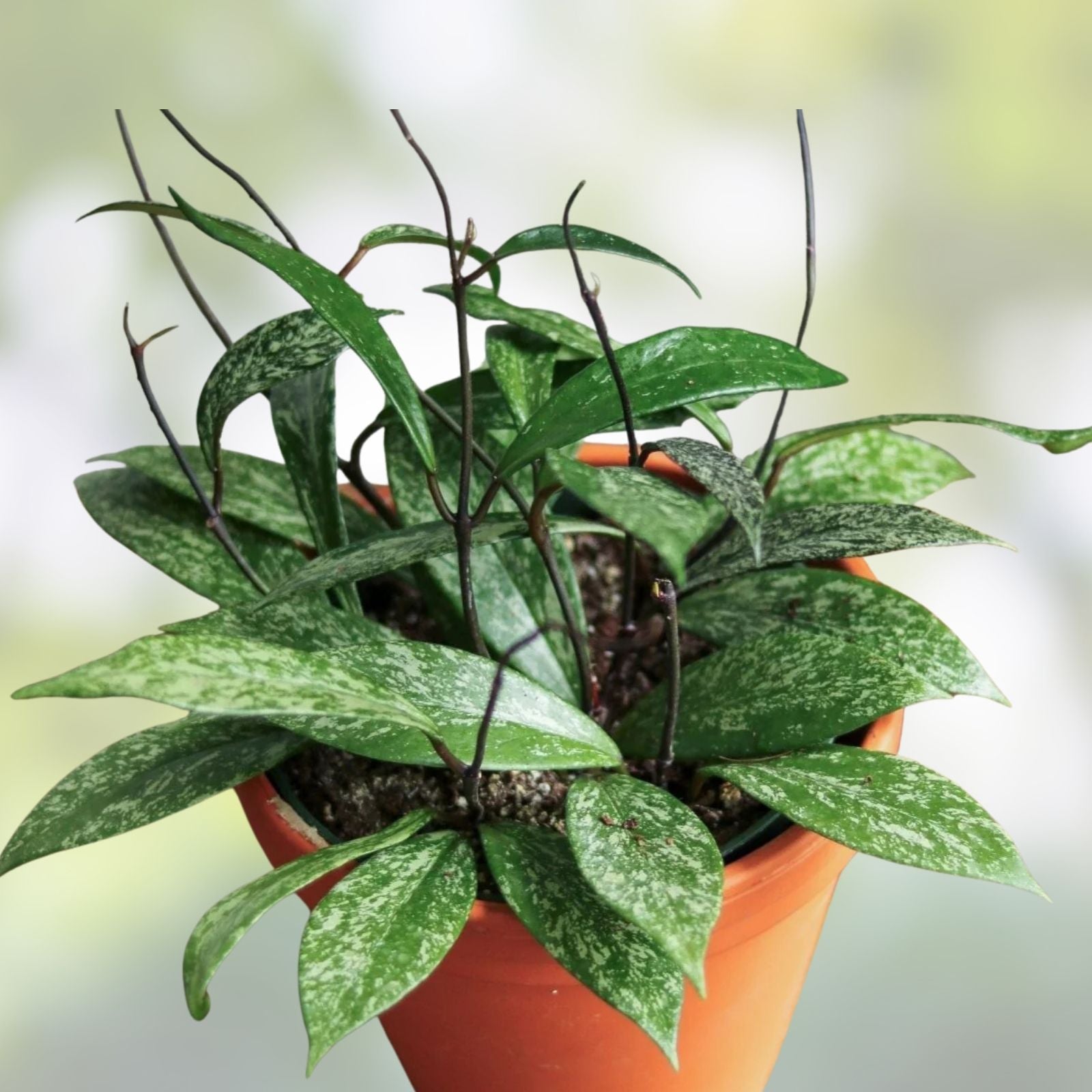 Hoya Plant - Jungle Garden Variety - Hoya pubicalyx - Unique Indoor Houseplant for Decor