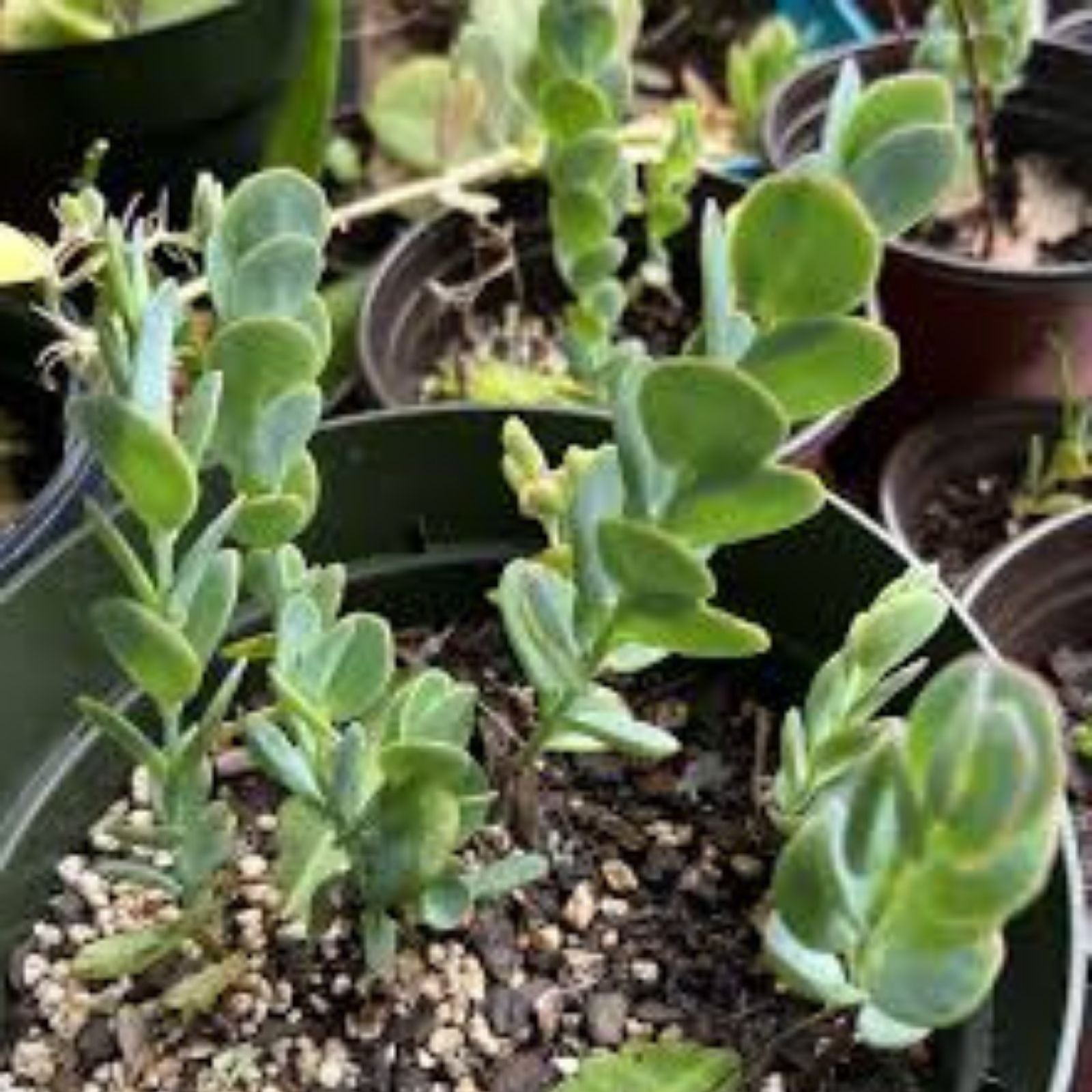 Kalanchoe Cuttings 4-6" Unrooted Marnier's Lavender Houseplant - Kalanchoe marnieriana, Succulent Propagation