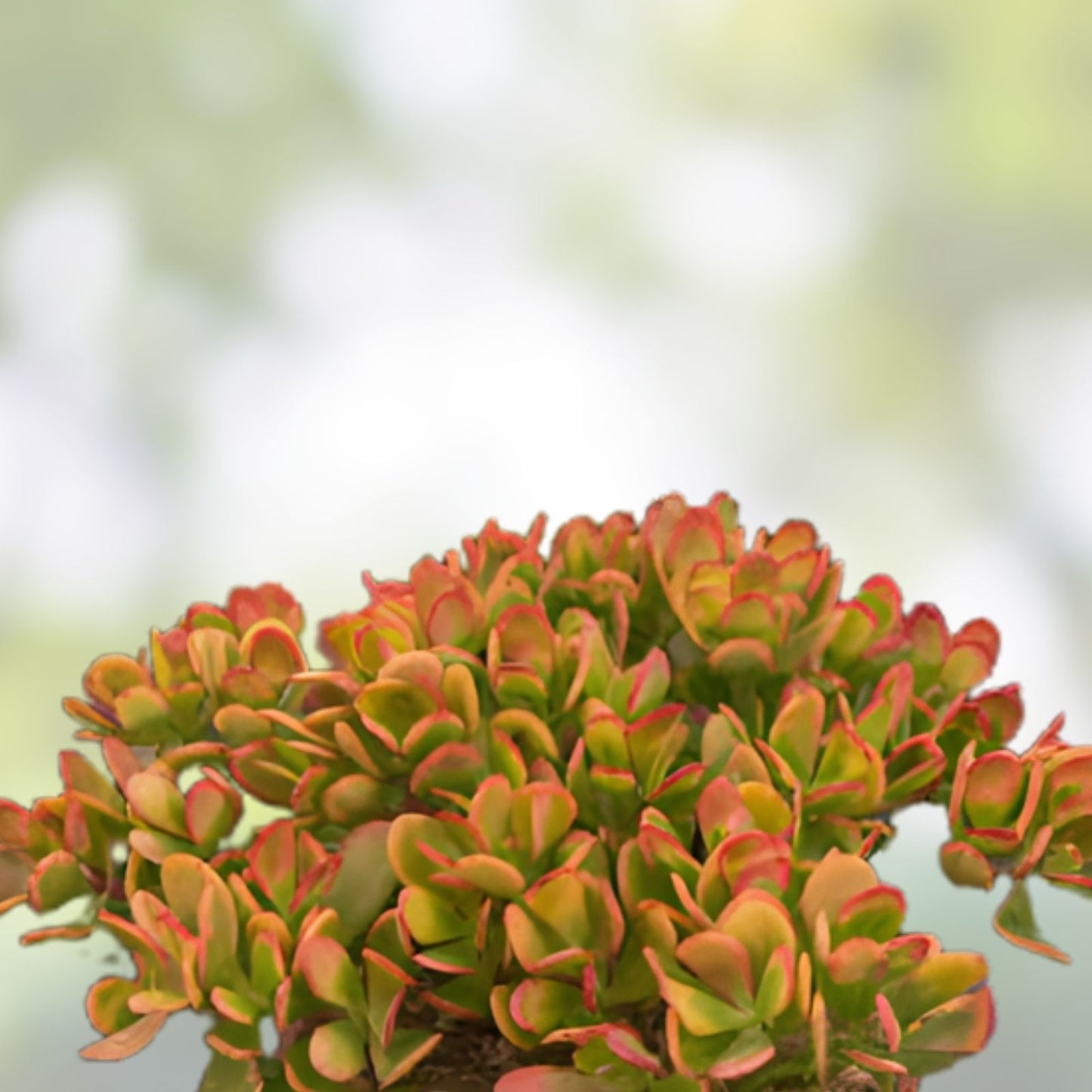 Jade Plant Cutting - Crassula ovata 'Hummel's Sunset' - Colorful Succulent Perennial Cutting for Indoor Garden