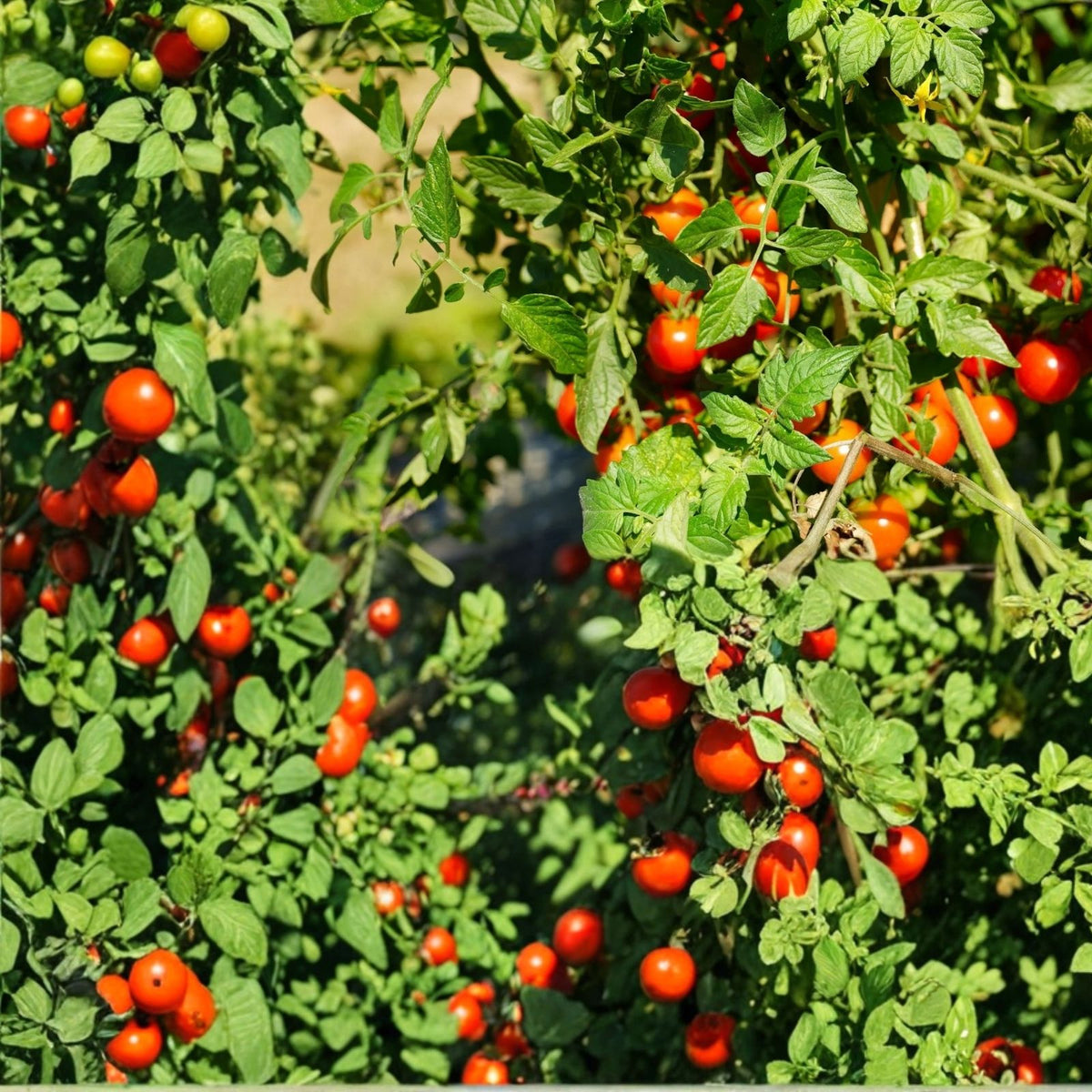 Super Sweet Tomato Seeds 50+ Non-GMO Heirloom Varieties, Prolific Flavorful Fruits, Solanum lycopersicum