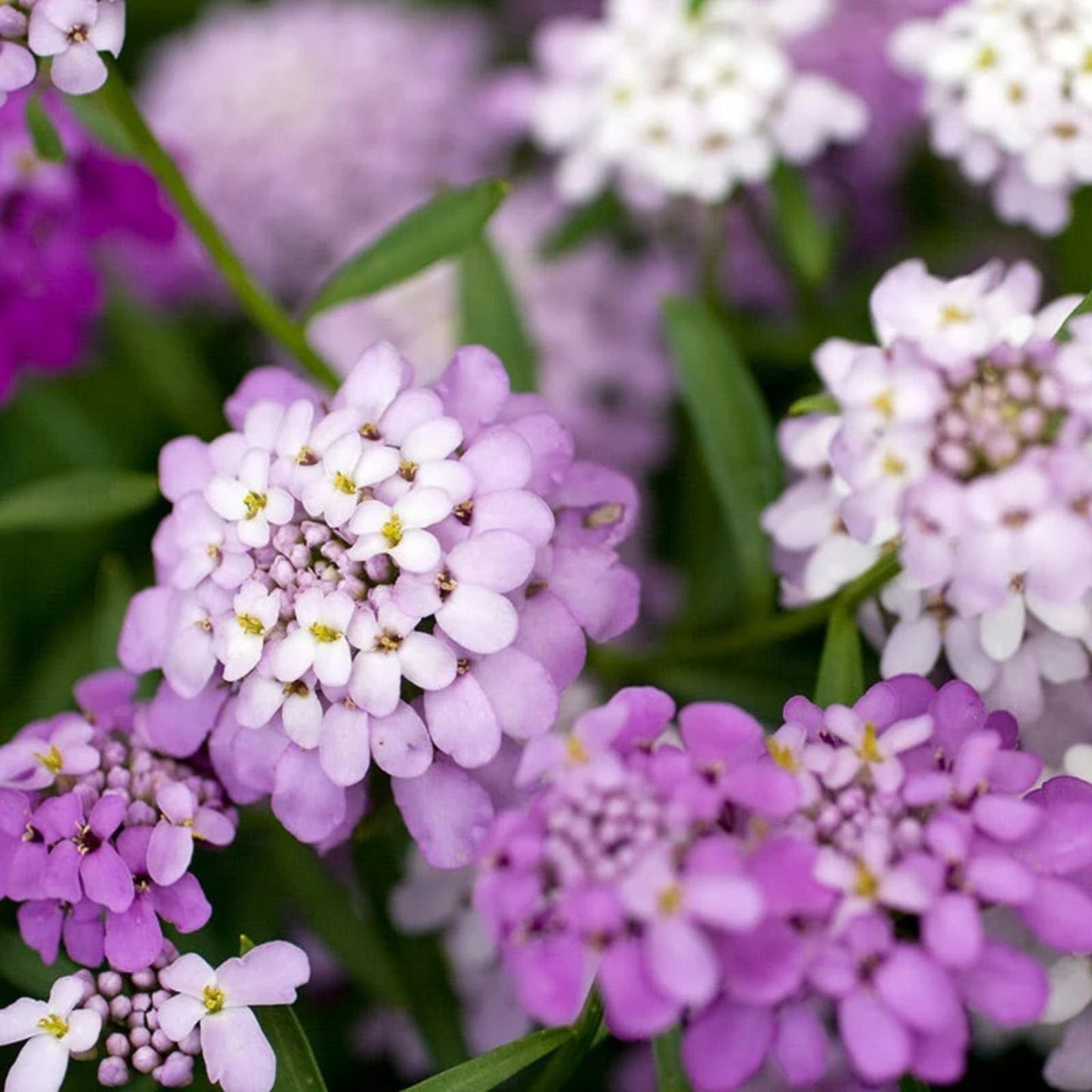 Candytuft Seeds Tall Mix - 50+ Pink, Lavender, White Flowers - Iberis umbellata Flower Seeds for Garden, Landscaping, Borders