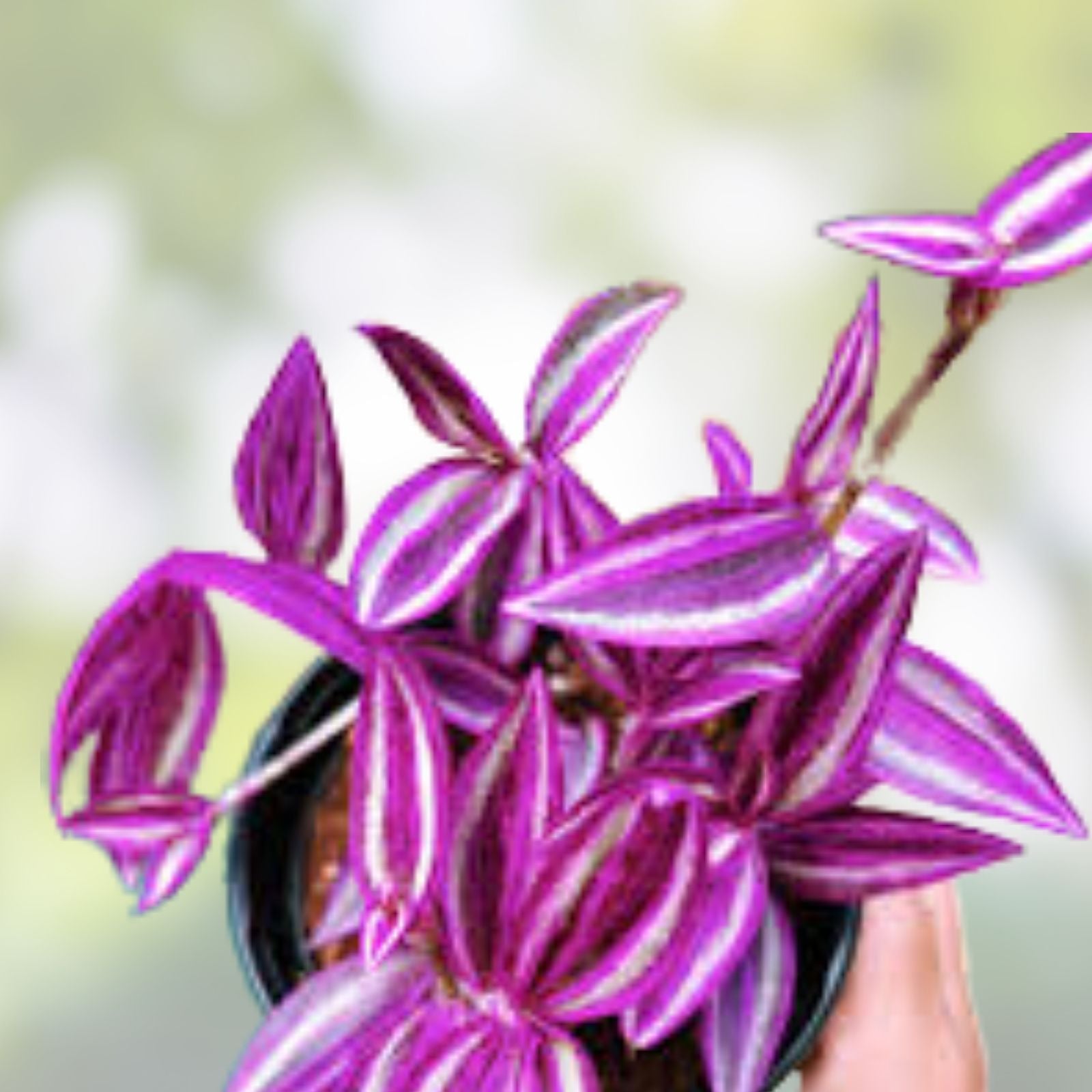 Tradescantia Pink Lady Cuttings - 10 Rooted Indoor Houseplants - Easy Care Vibrant Greenery - Tradescantia pallida