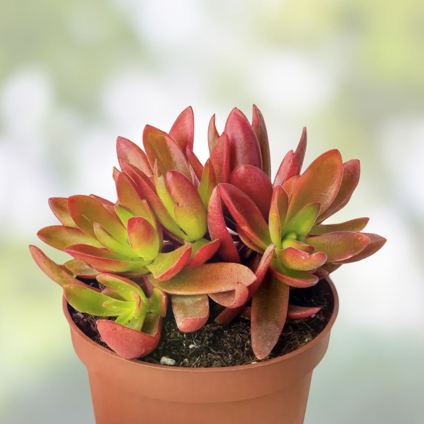 Campfire Succulent Cuttings 3 Pieces, Crassula perfoliata var. falcata, Vibrant Green and Red Foliage, Easy Care Succulent Plants