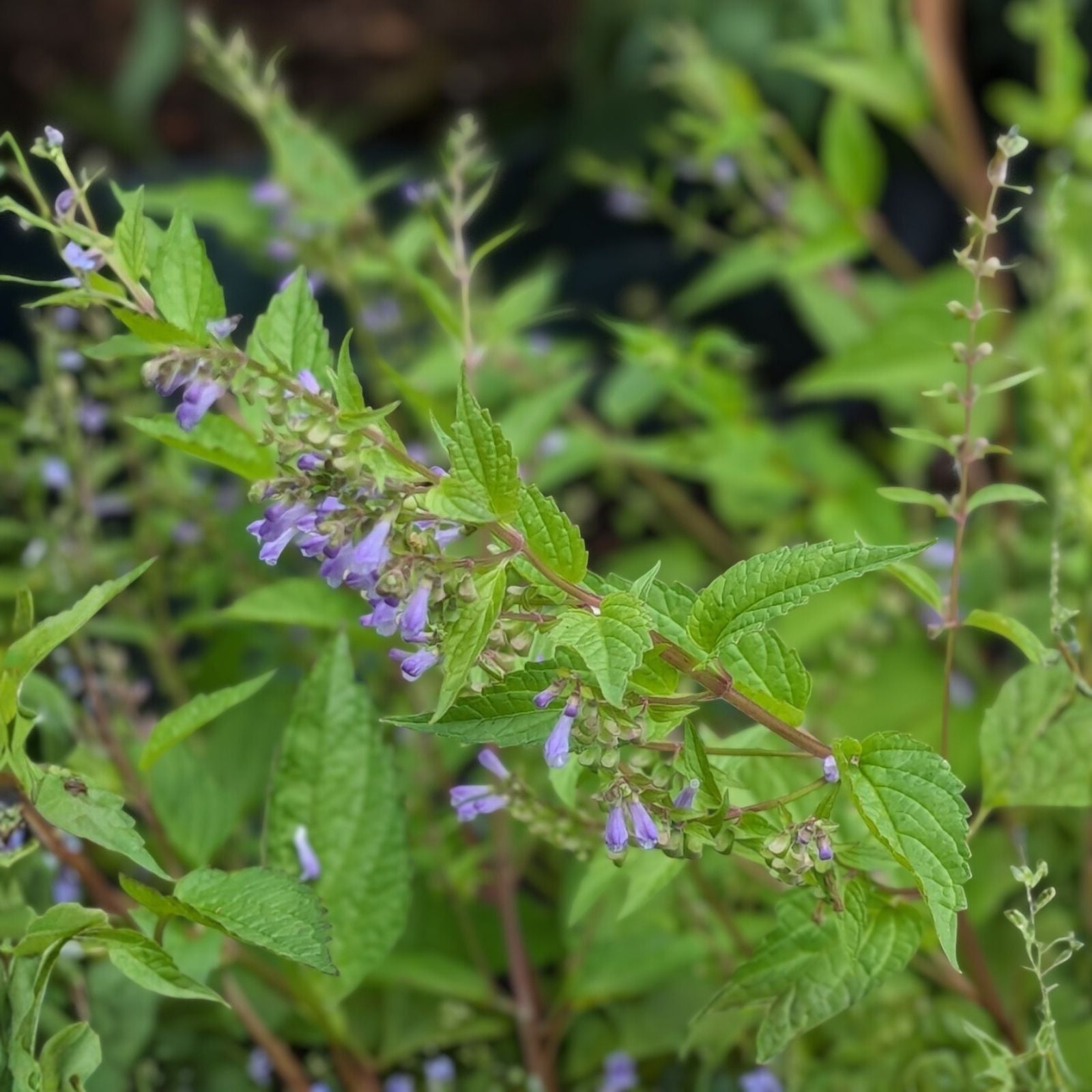 100+ Skullcap Herb Seeds – Medicinal Variety, Scutellaria lateriflora, Herbal Seeds for Tea and Remedies, Mad Dog USA Seller