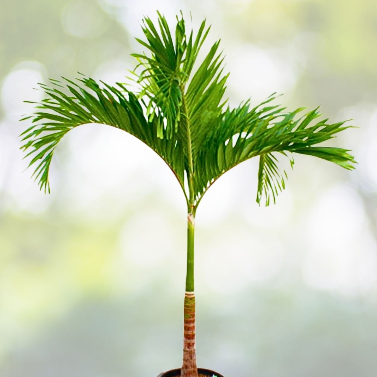 Tropical Christmas Palm Seeds 35 Pack Dwarf Royal Adonidia Merrillii Live Perennial Drought-Resistant Self-Pollinating