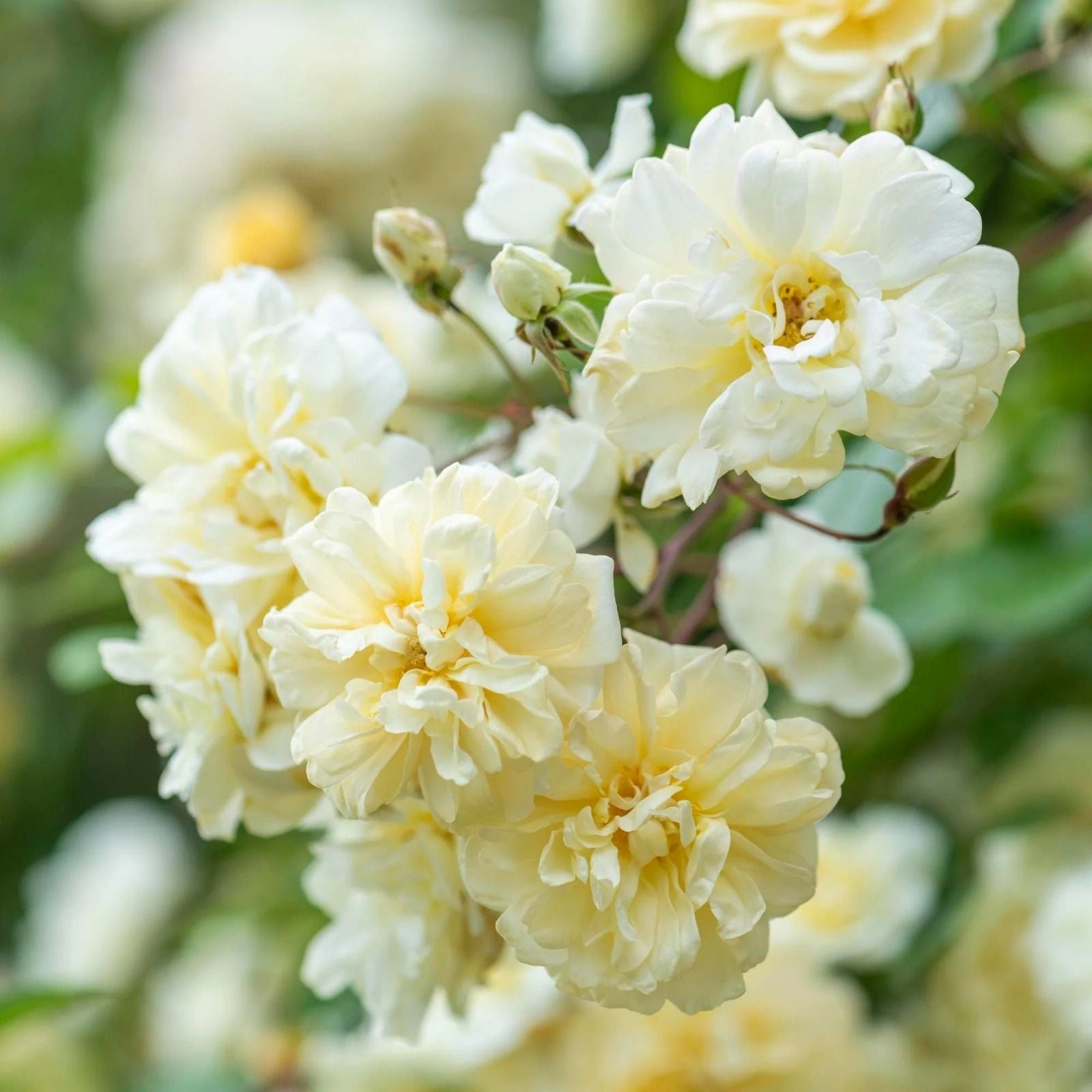 Fragrant English Rambling Rose Cuttings - Auscanary Variety, Unrooted, Garden and Landscaping Climbing Rose Plant