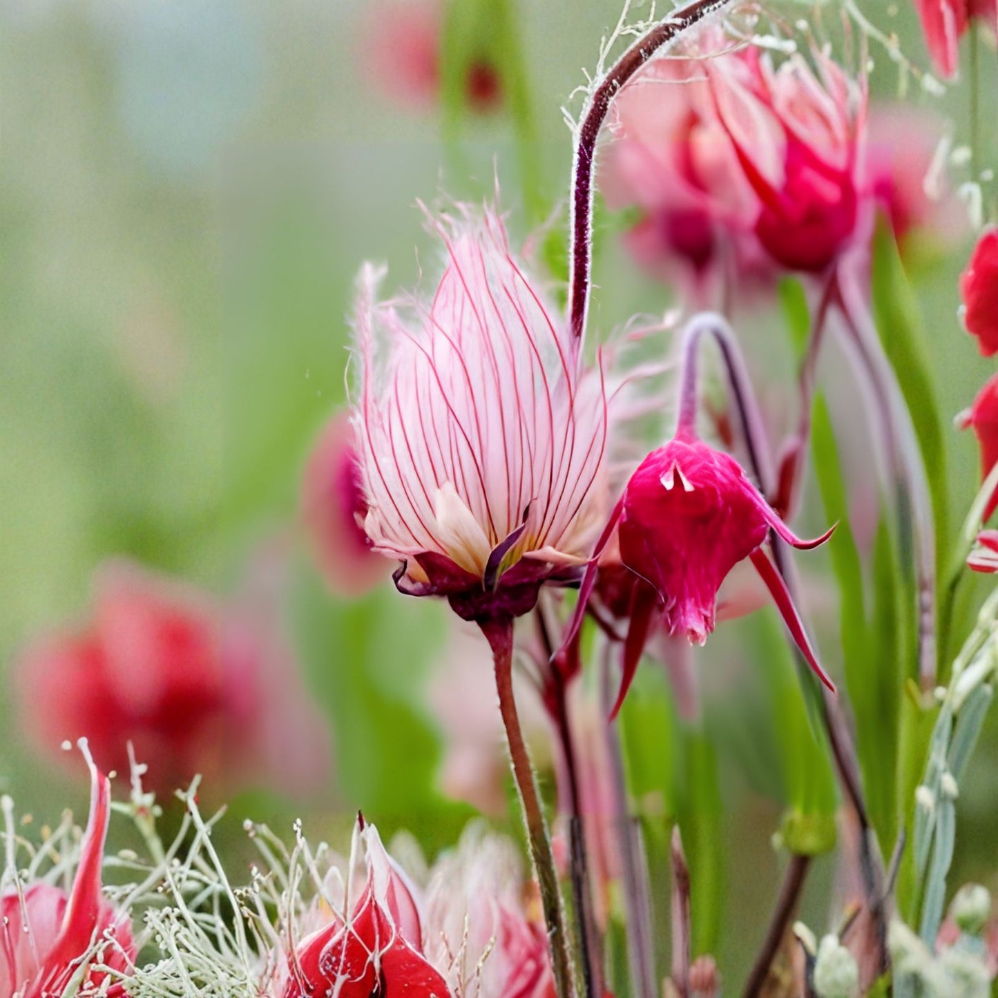 Prairie Smoke Seeds 10 Pack - Rare Native Wildflower Geum triflorum - Native Plant for Wild Gardens - Made in USA, Ships from Iowa
