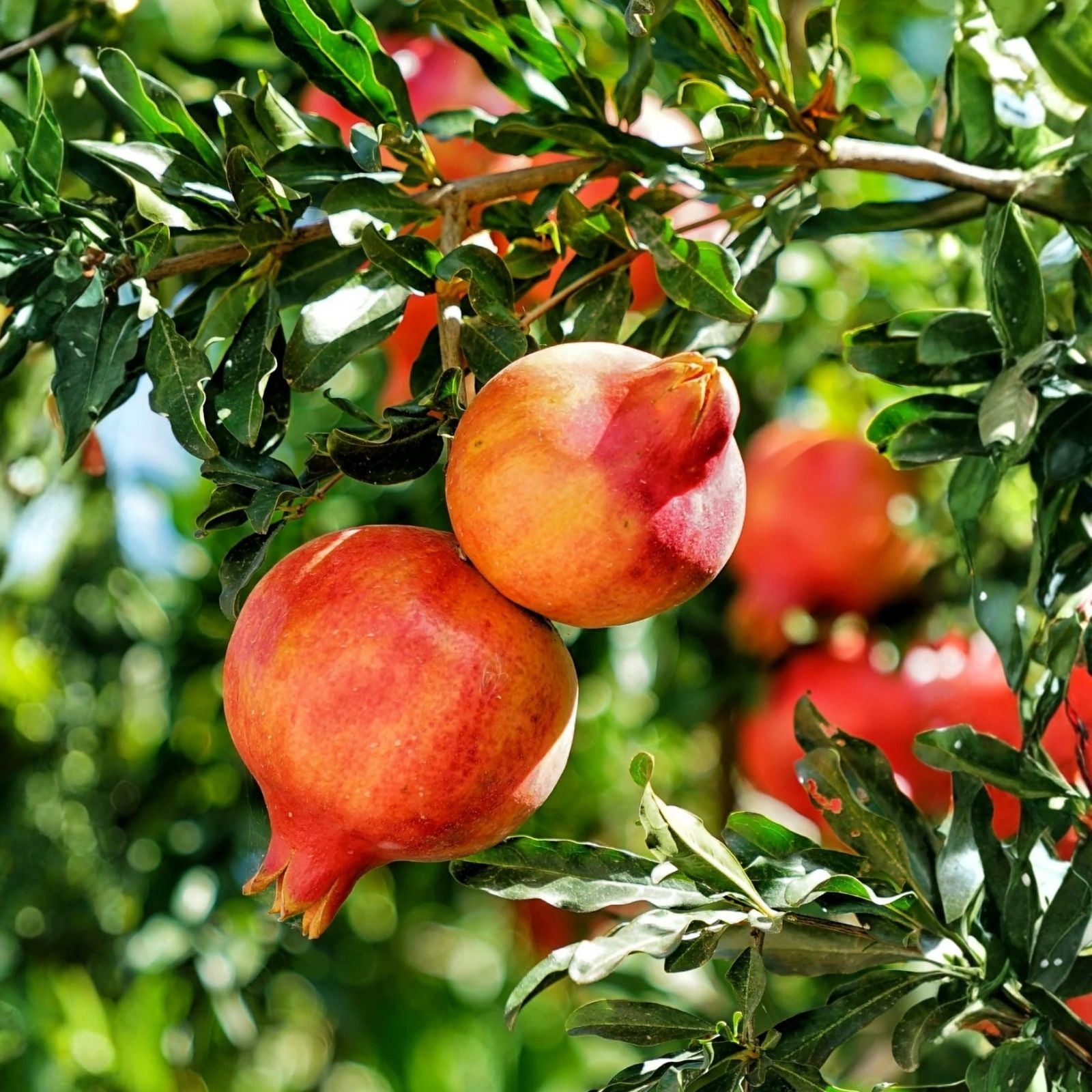 Pomegranate Tree Cuttings (3) Fresh Planting Material - Punica granatum - Sweet Fruit Variety