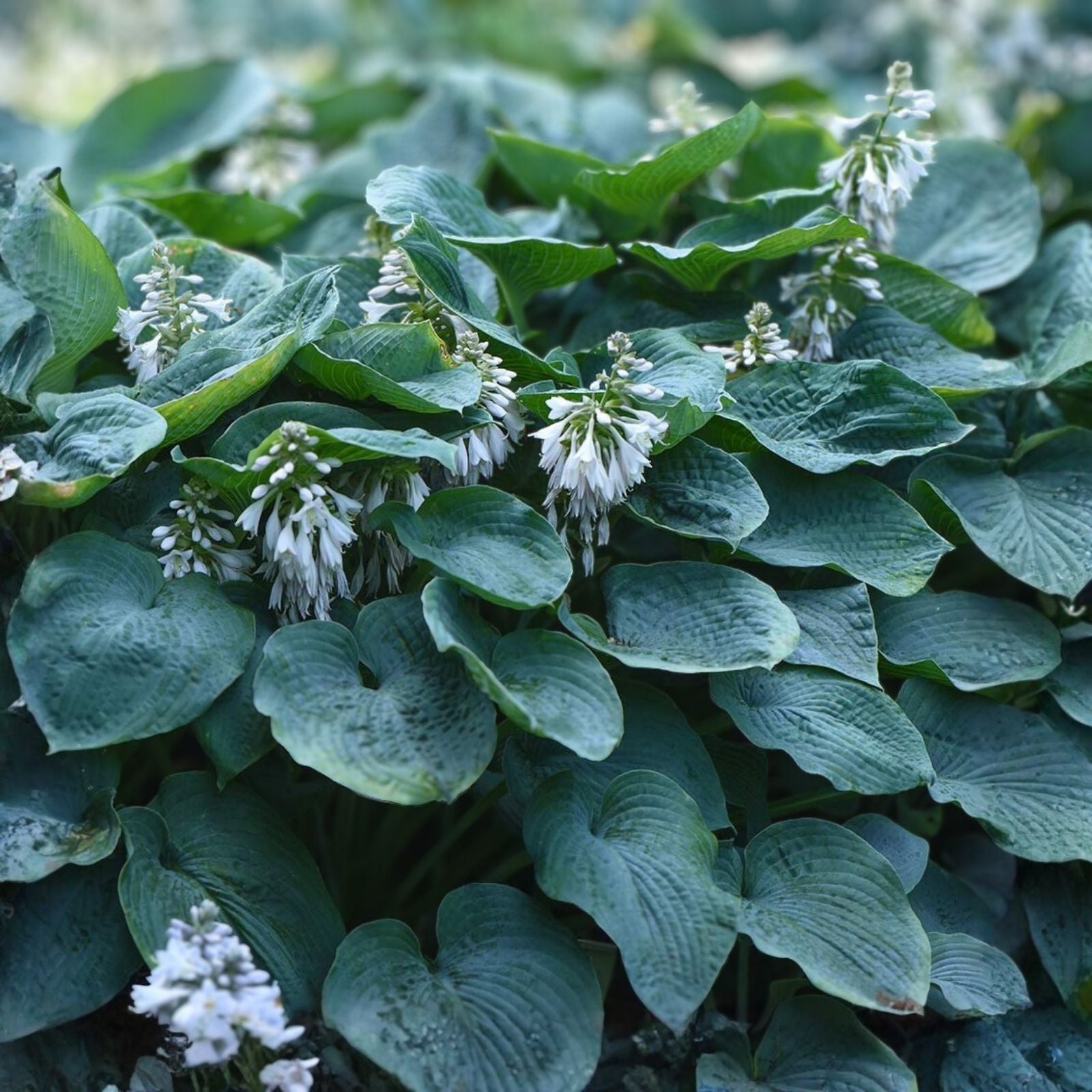 Hosta Plants 4 Roots - Hosta elegans - Metallic Blue-Green Foliage - Shade Garden Perennial