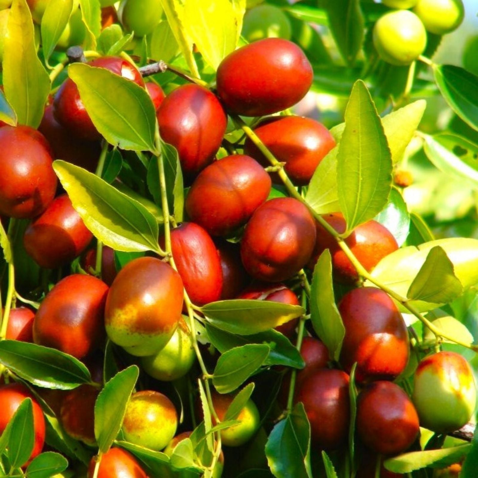 Jujube Cuttings 10pcs+ Sherwood Variety Chinese Red Date Ziziphus jujuba Fruit Tree Propagation