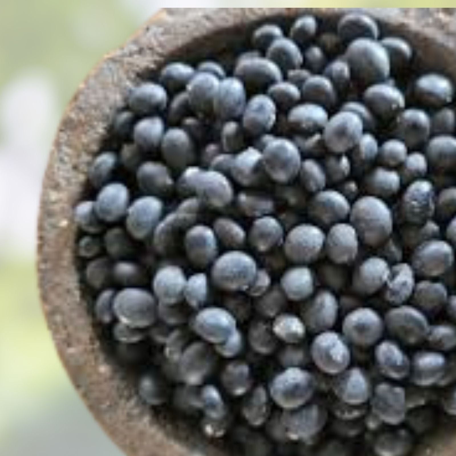 Black Soybean Seeds 1 lb Non-GMO for Planting, Sprouts, Glycine max, Organic, Heirloom, High Protein, Edible Seeds
