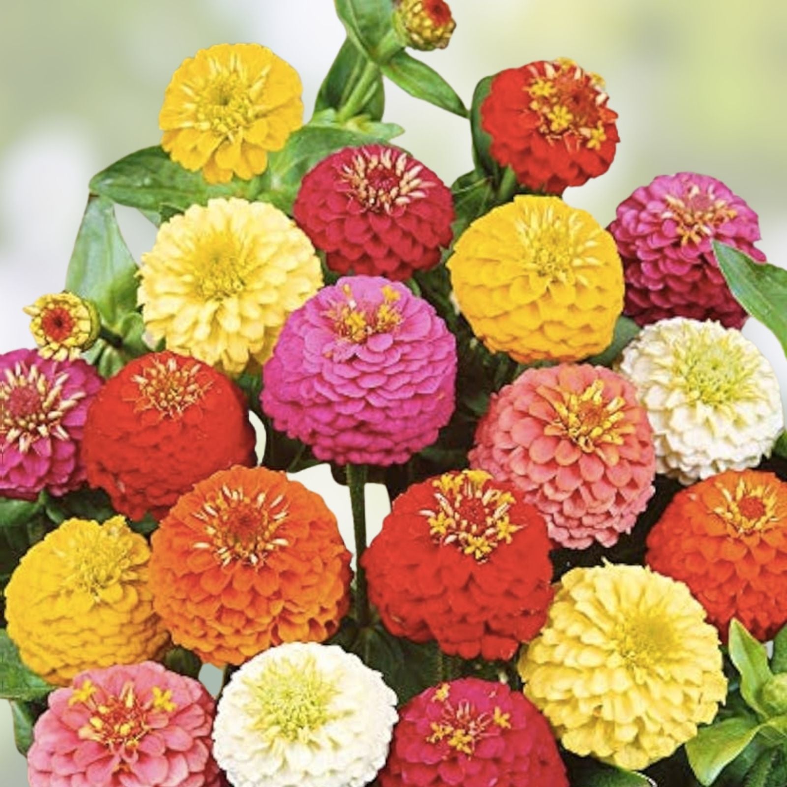Giant California Zinnia Seeds 250 Count - Colorful Garden Flowers - Zinnia elegans