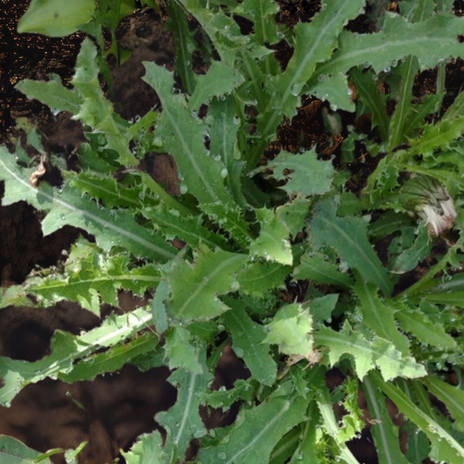 Wild Prickly Lettuce Seeds - 75+ Seeds - Lactuca Virosa - Medicinal Herb for Pain Relief
