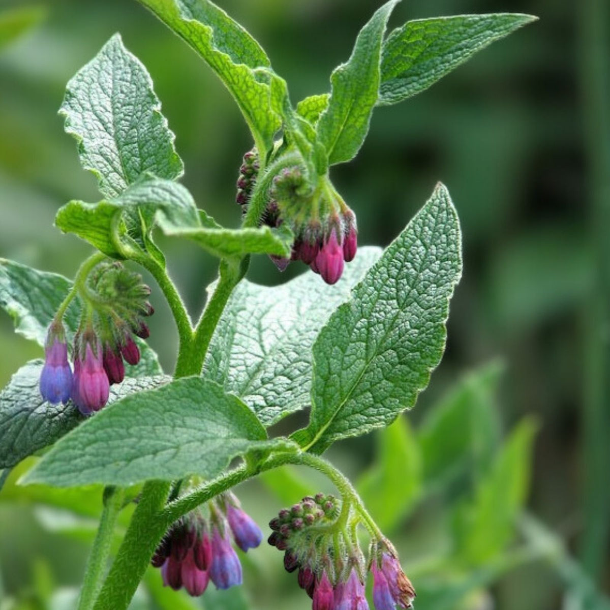 Russian Comfrey Cuttings Bocking 14 Cultivar Live Organic Herbal Plant Propagation Symphytum x uplandicum