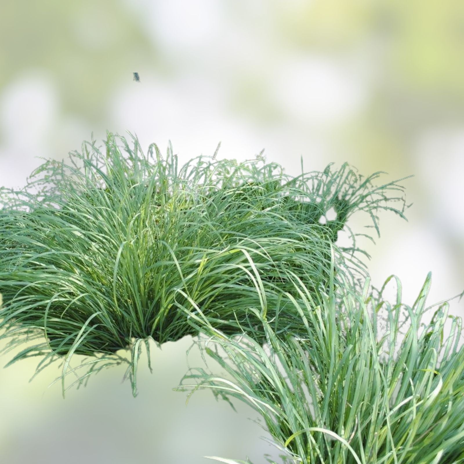 Ornamental Grass Seeds Pack | 1,000+ Big Blue Variety | Andropogon gerardii Landscaping Grass Seeds