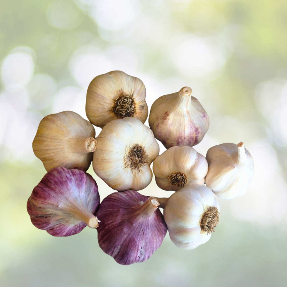 Organic Large Garlic Cloves Seeds for Planting   Allium sativum   12 Pack