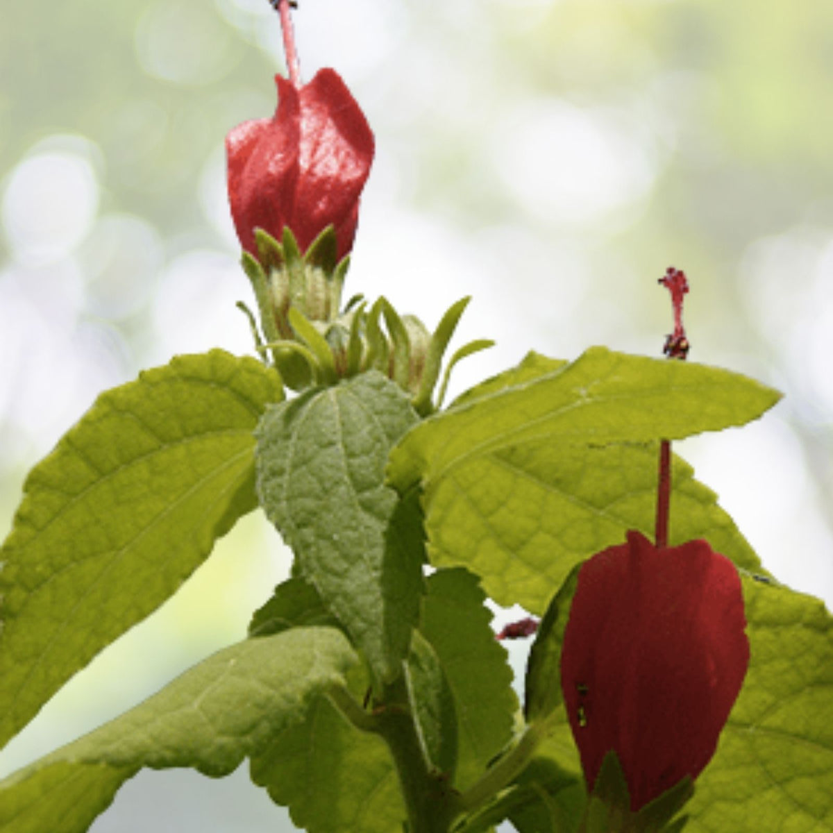 Turk's Cap Plants 6" Starter Red Flowers Malvaviscus penduliflorus Shrub Bush for Garden or Landscape Decoration