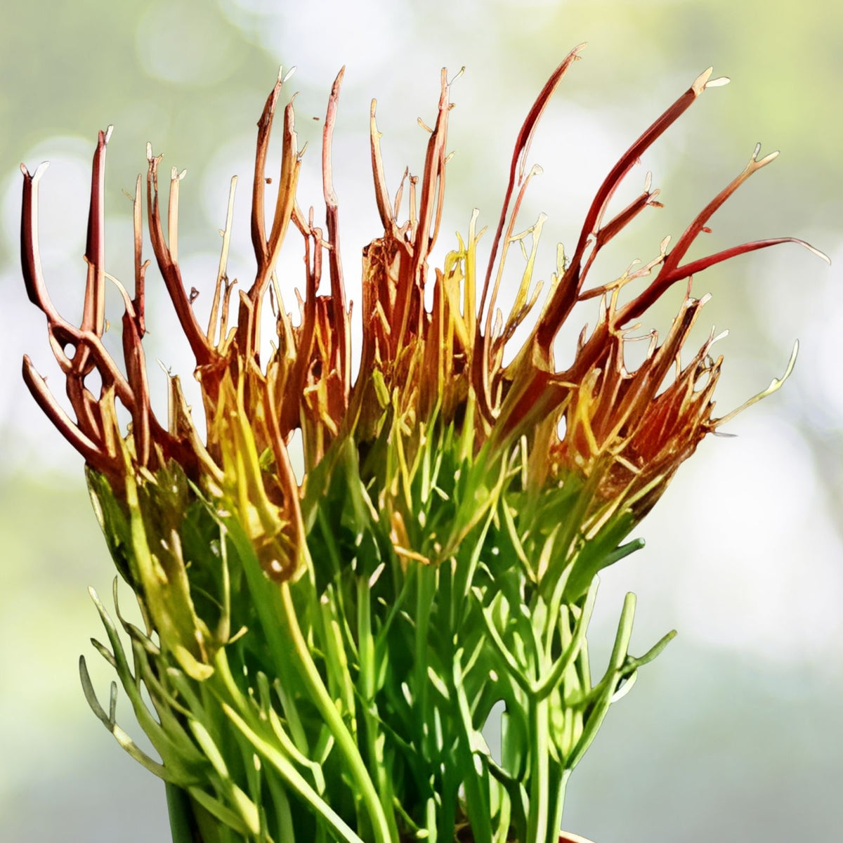 Pencil Cactus Cuttings - 10 Firesticks Succulent Cuttings - Easy to Grow Euphorbia tirucalli - Drought Tolerant Indoor Plant