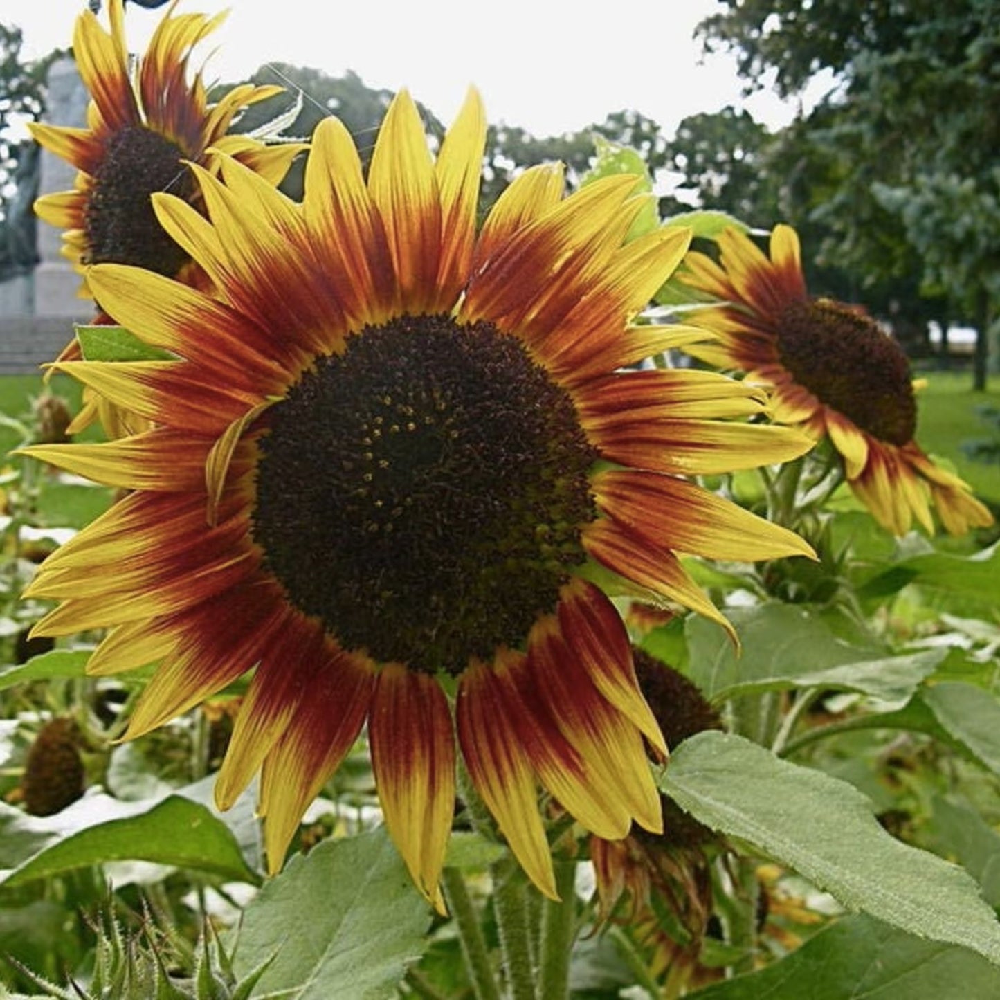 Dwarf Red Giant Sunflower Seeds 20 Pack - Exotic Multi-Head Variety Helianthus annuus Garden Flower Seeds