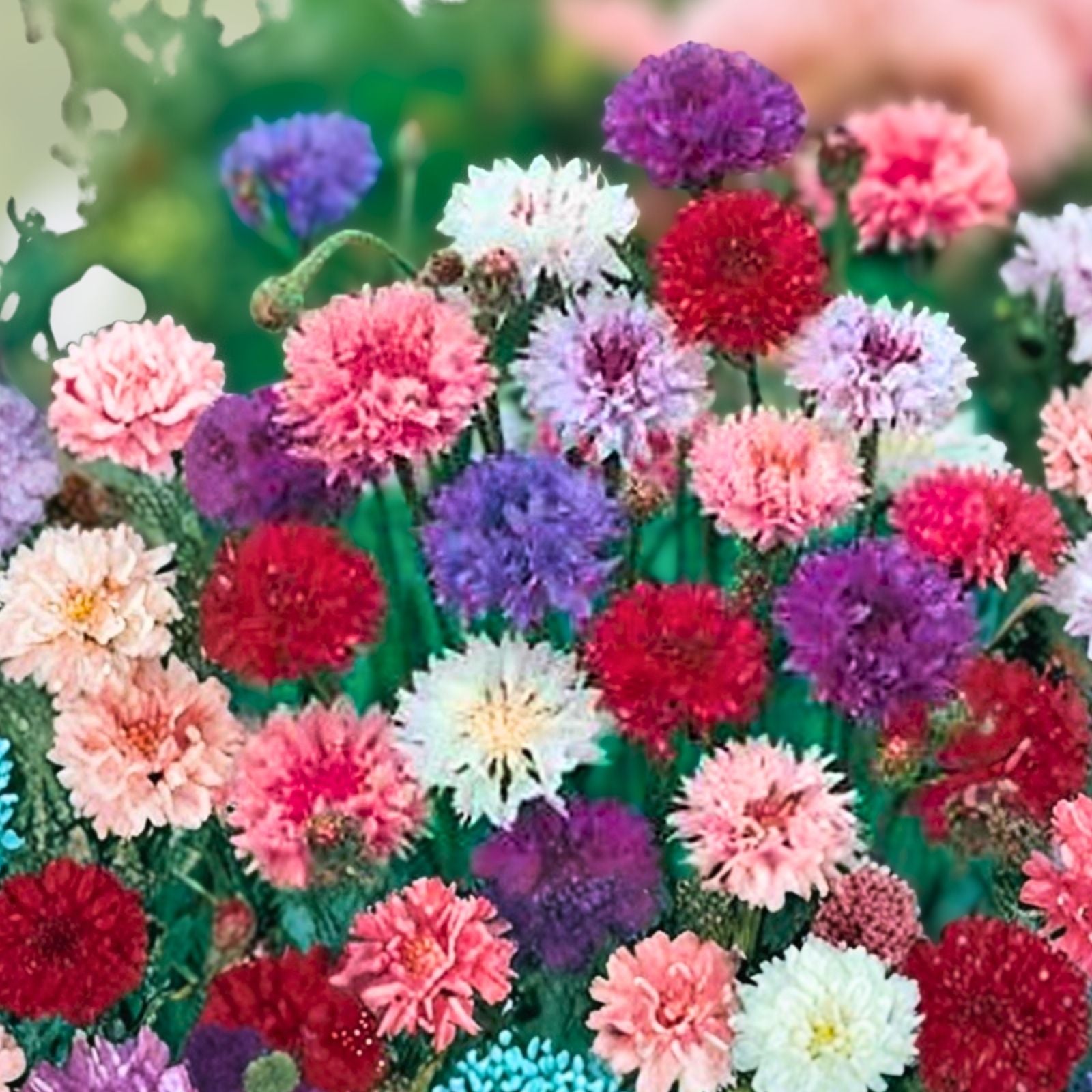 Bachelor Button Seeds Tall Mix 50 Pack Bright Blooms Centaurea cyanus Flower Seeds for Garden, Wildflower, Cut Flowers