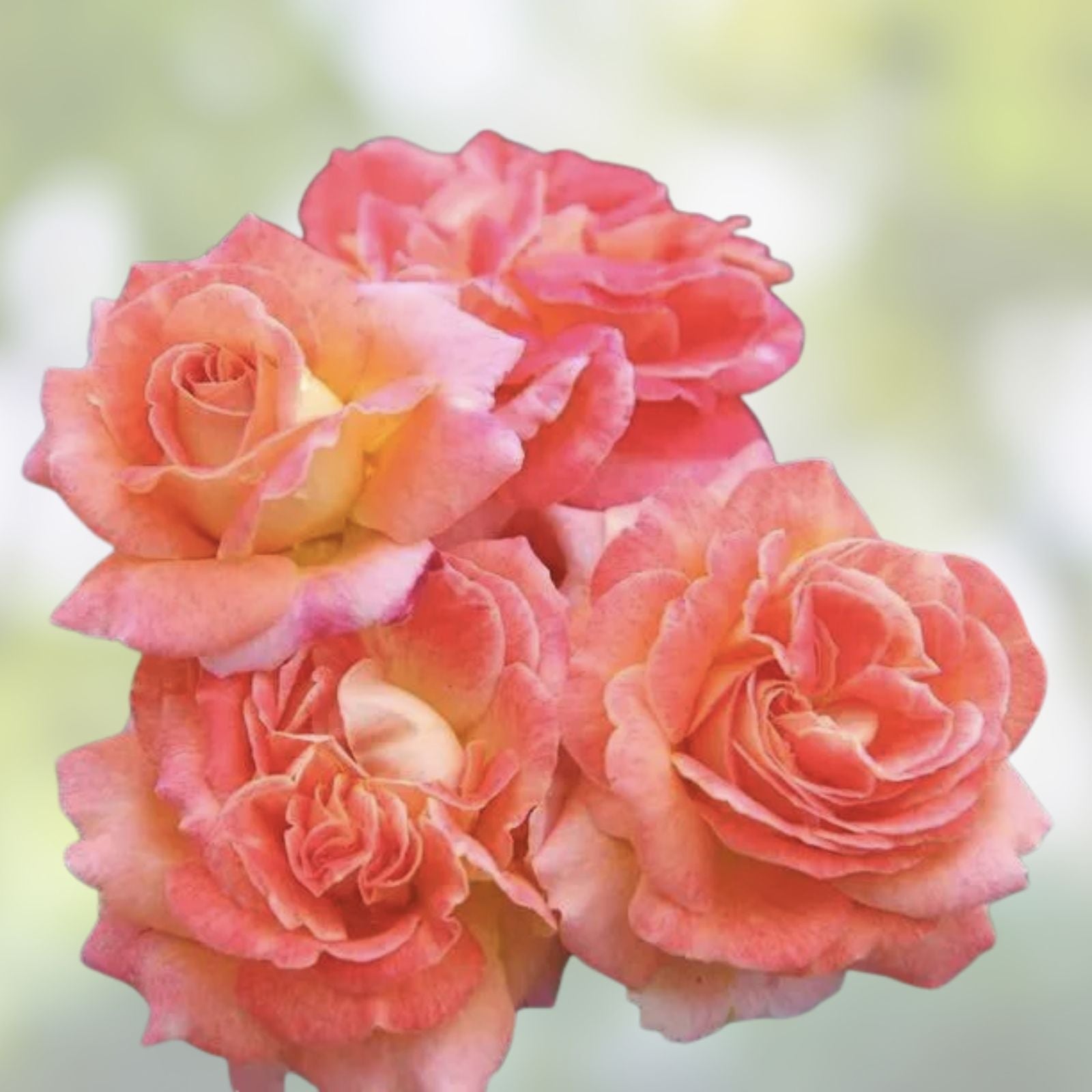 Rose Cuttings - Glowing Sunset Variety - Rosa Hybrid - Garden Flowering Plant for Landscaping and Gifts