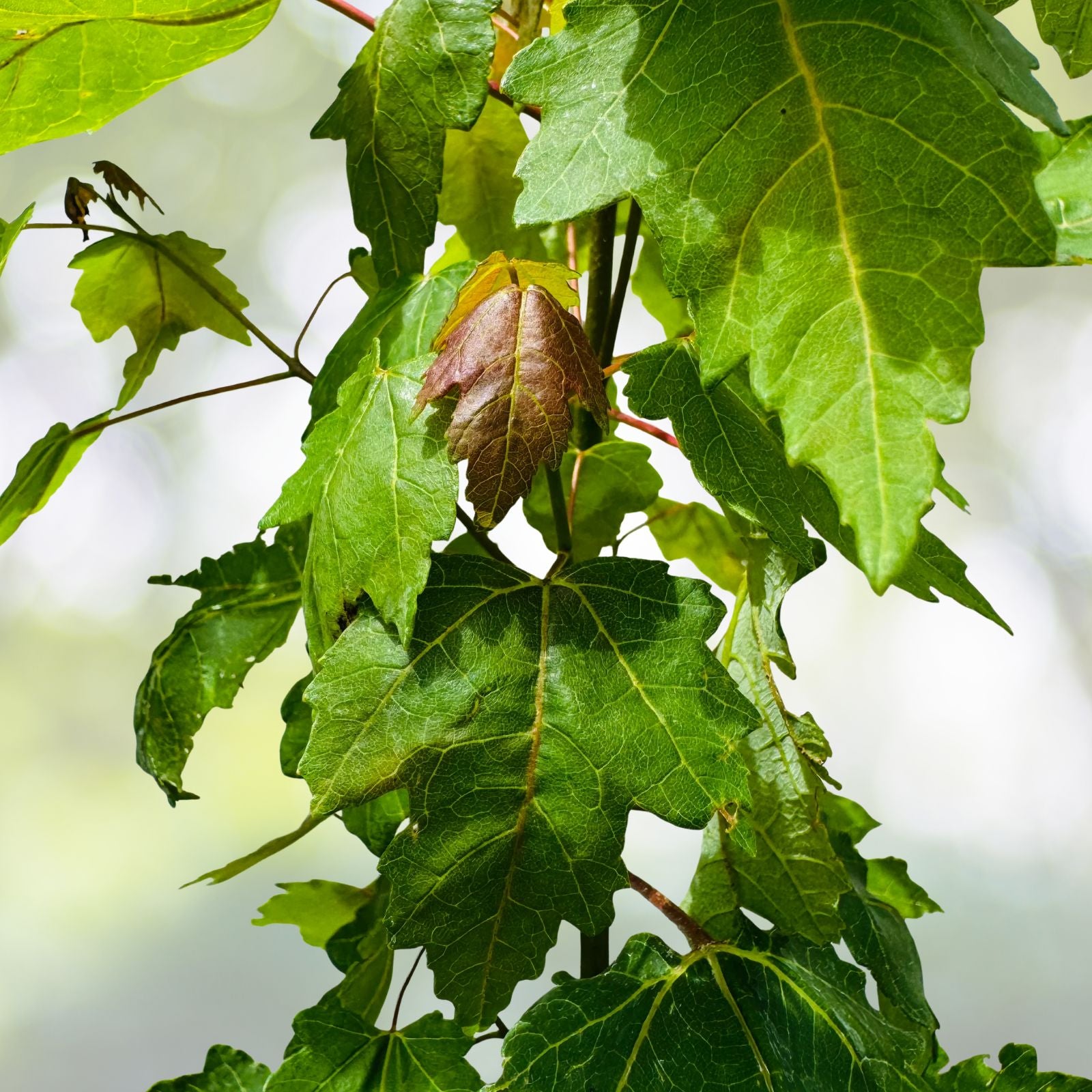 Florida Red Maple Trees 4" to 8" Live Seedlings - Acer Rubrum - Vibrant Fall Foliage, Ideal for Landscaping