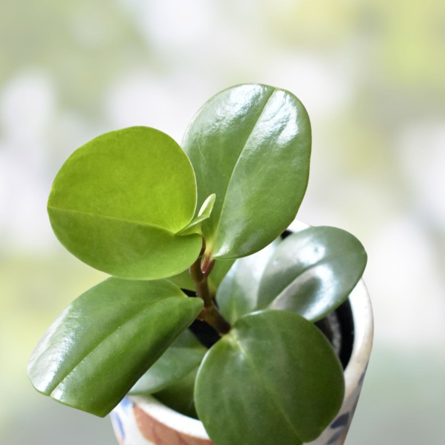 Baby Rubber Plant Cutting - Rooted Ficus elastica Indoor Houseplant - Easy Care Propagation, Small Ficus Rubber Plant