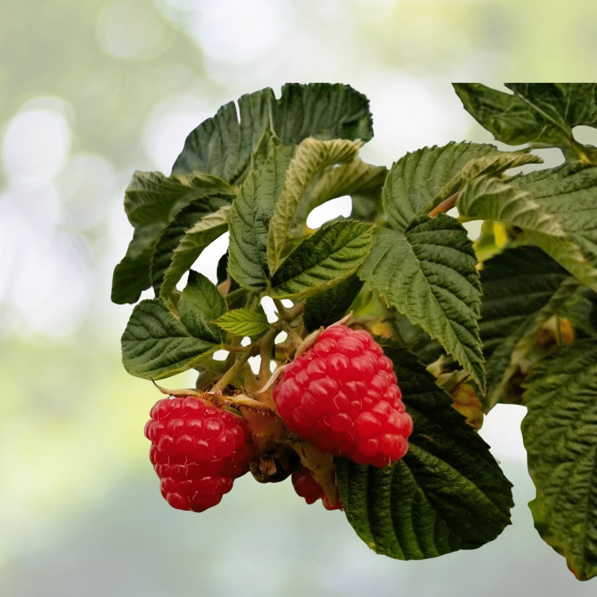 Savor Raspberry Seeds Bulk Pack Non-GMO Fruit Seeds Rubus idaeus 125 300 750 Seeds