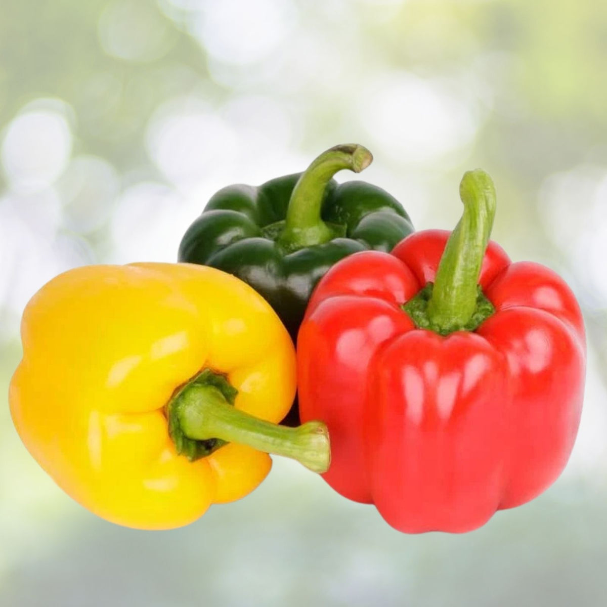 Sweet Pepper Seeds 30 Count - Ozark Giant Variety - Grow Delicious Bell Peppers - Capsicum annuum