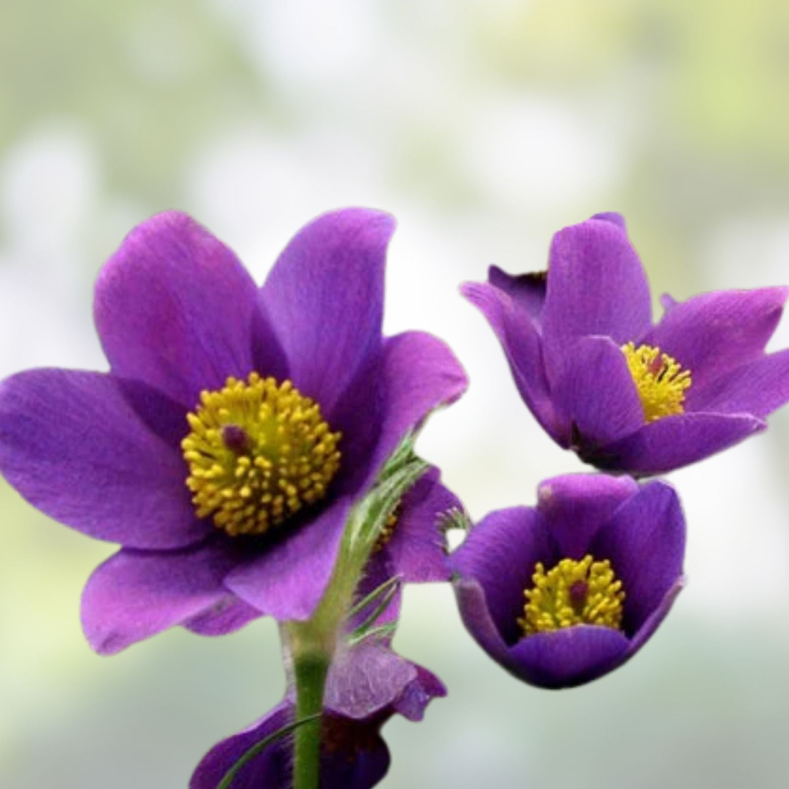 Pulsatilla Seeds 500 Count Red Bells Violet Hardy Perennial Cat Eye Flowers Pulsatilla vulgaris Garden Plant Seeds