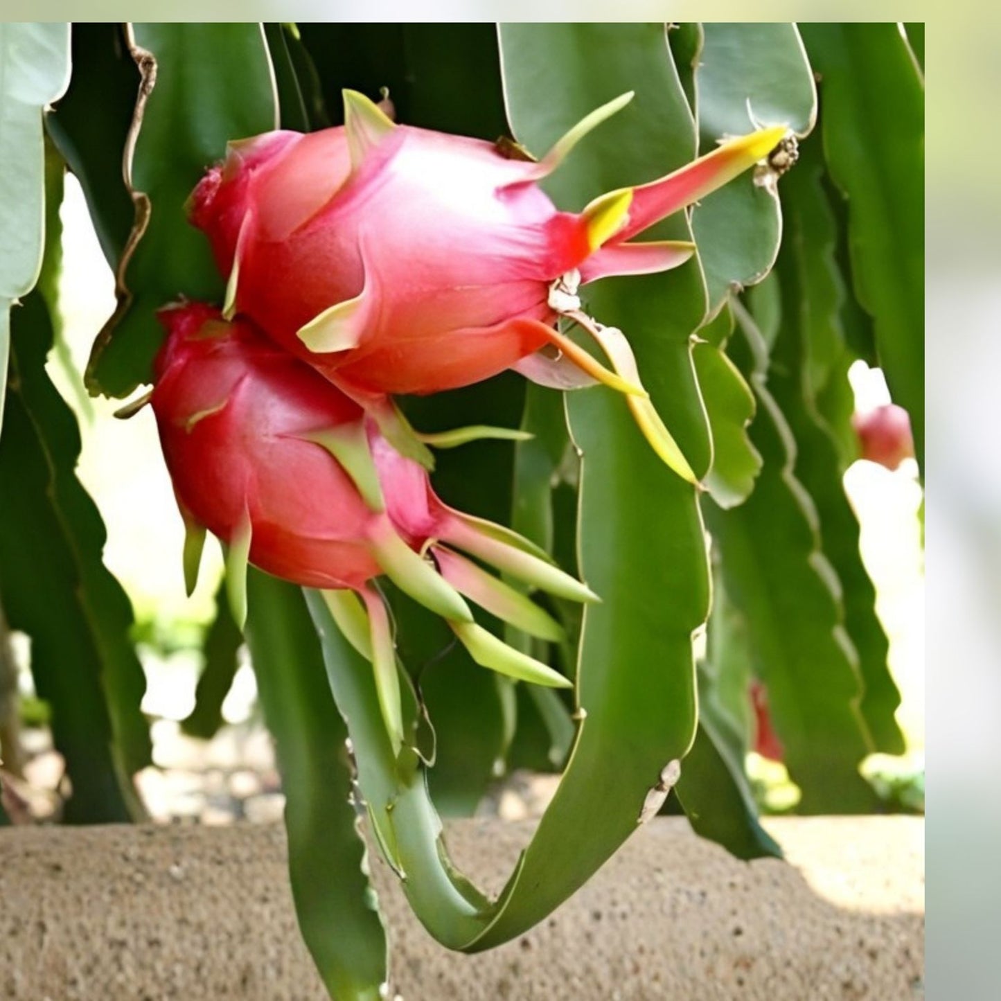 White Flesh Dragon Fruit Cuttings - 2 Fresh Pitaya Succulents - Cactus Hylocereus undatus - No Root Planting Material