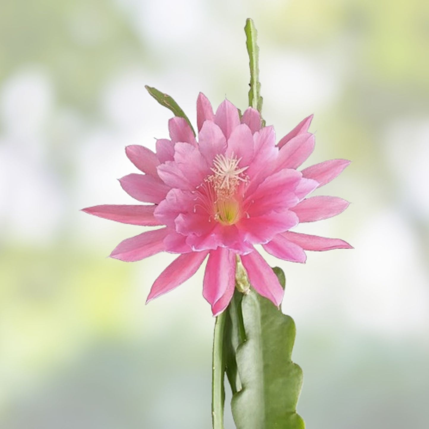 Epiphyllum 'Kazoo' Unrooted Cutting - Rare Orchid Cactus - Unique Indoor Houseplant for Gardening