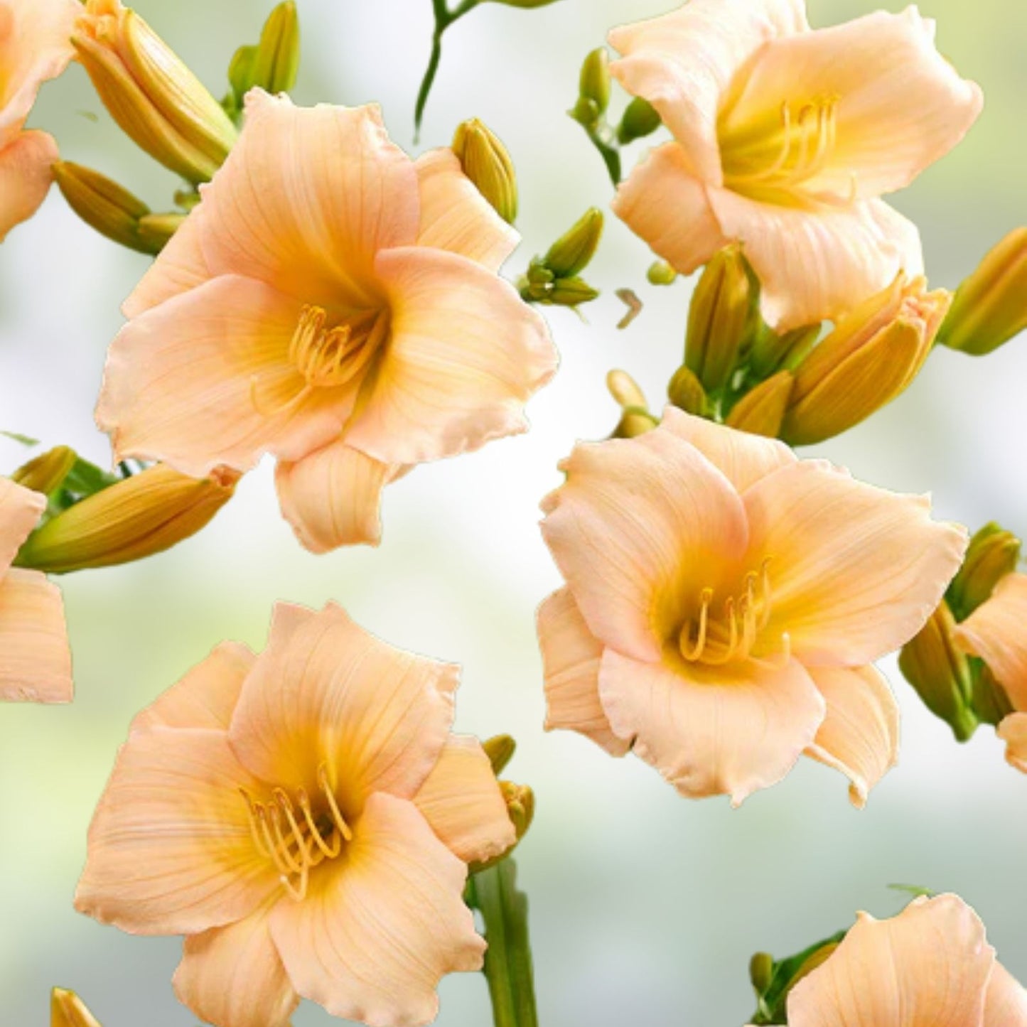 Mini Pearl Daylily Live Rooted Plant - Melon Pink Herbaceous Perennial - Hemerocallis for Zones 3-9