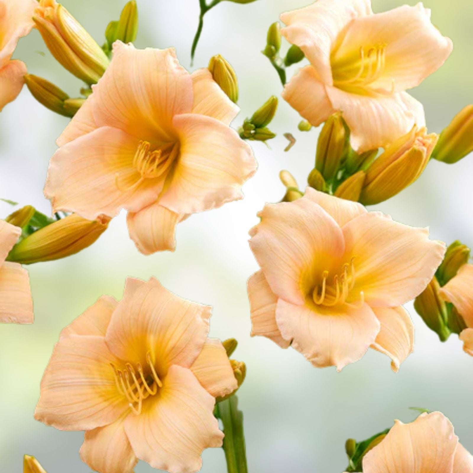 Mini Pearl Daylily Live Rooted Plant - Melon Pink Herbaceous Perennial - Hemerocallis for Zones 3-9