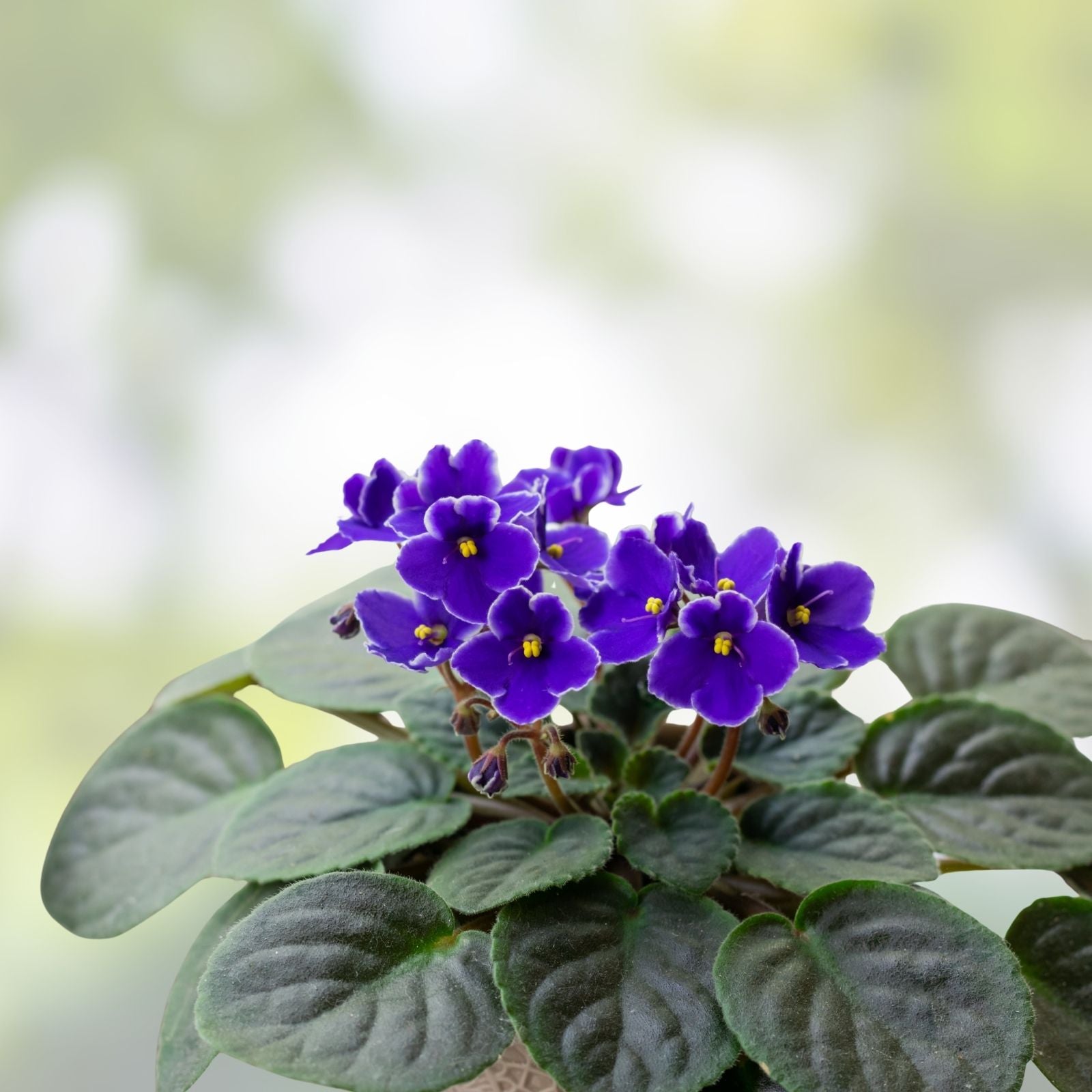 African Violet Leaf Box 10 Varieties - Variegated Saintpaulia Species - Standards & Trailers - Named Varieties