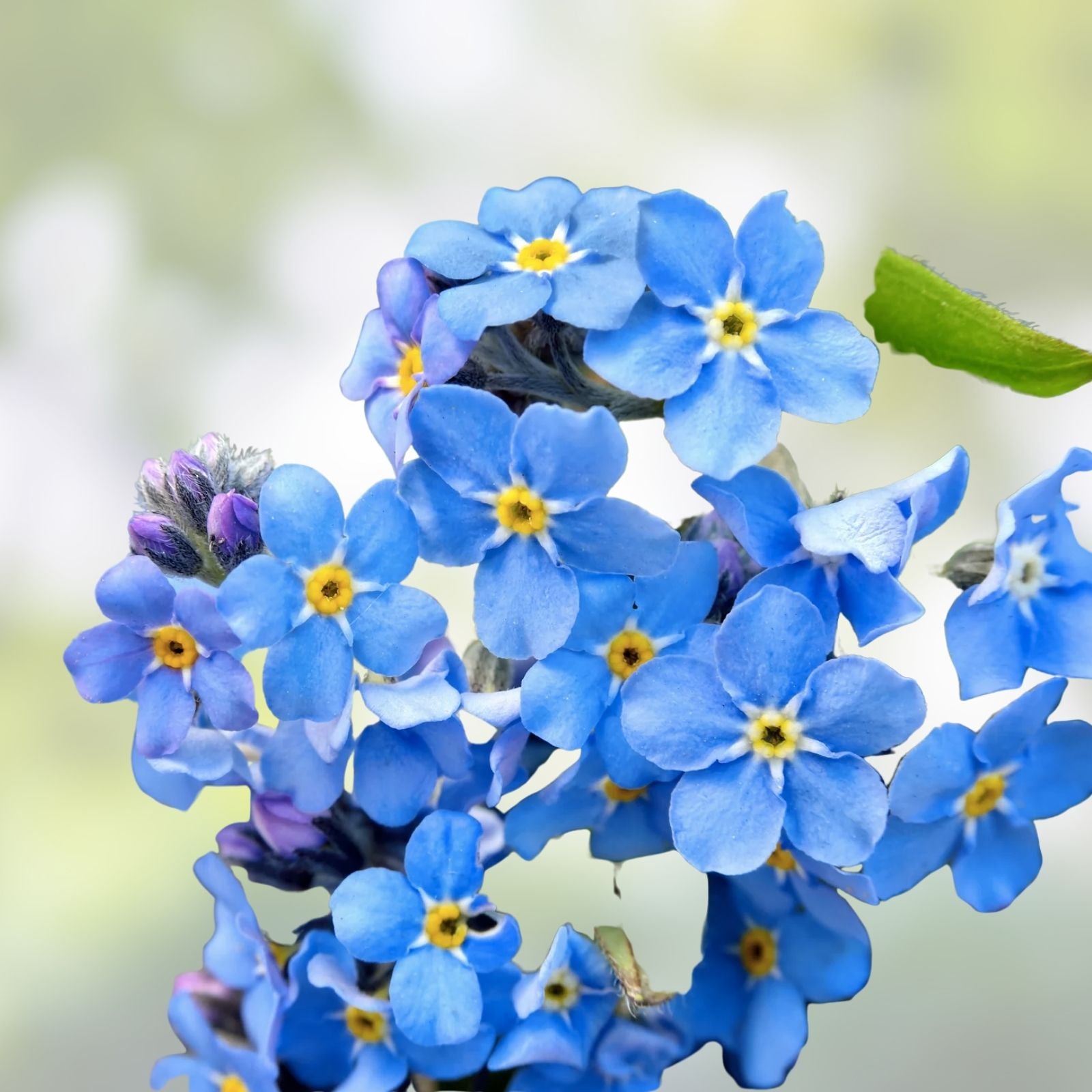 Forget Me Not Seeds - 500 Organic Myosotis spp. Flower Seeds - USA Grown - Free Shipping