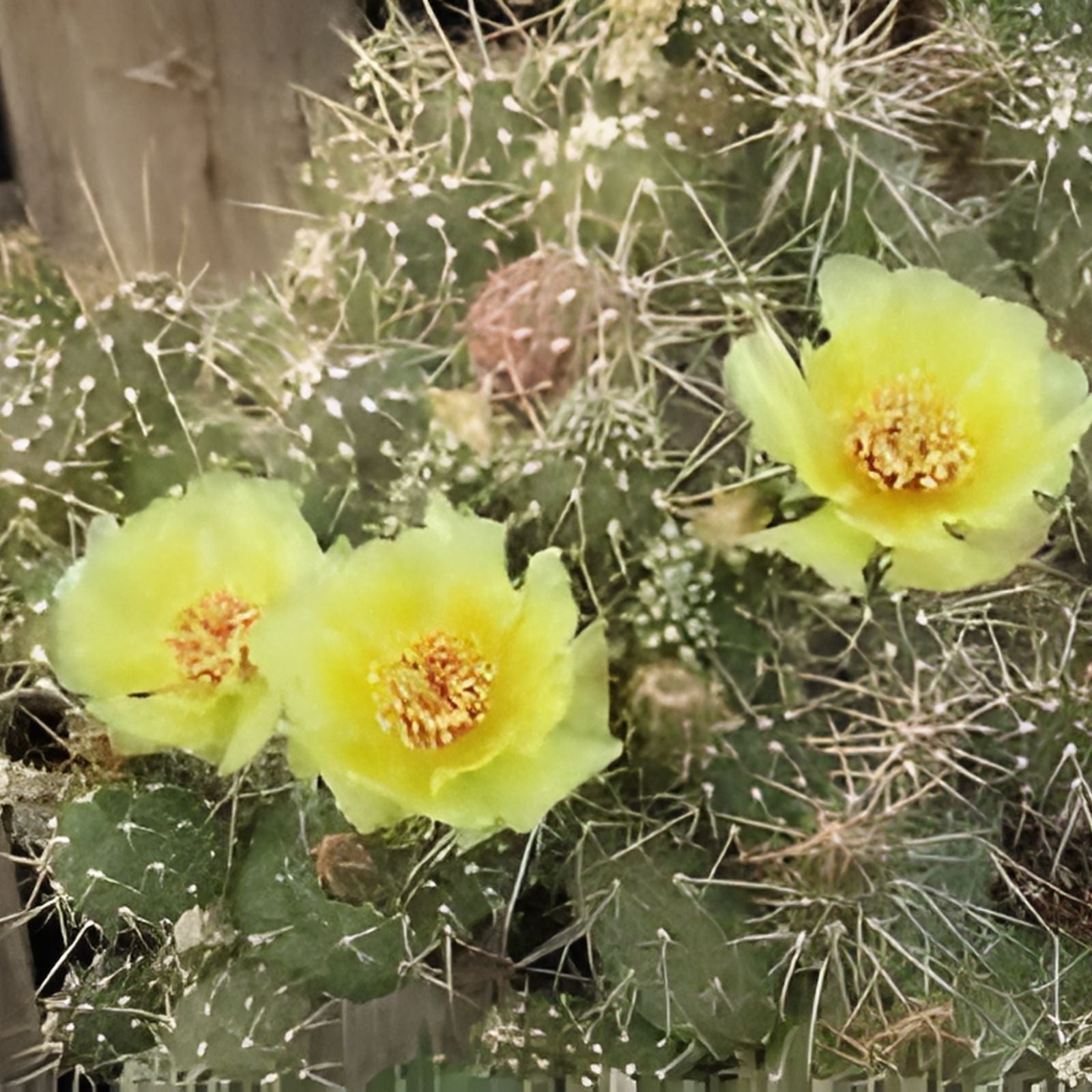 Cold Hardy Cactus Cuttings – Opuntia Fragilis ‘Spiny Cats Paw’ – 2 Unrooted Succulent Clippings