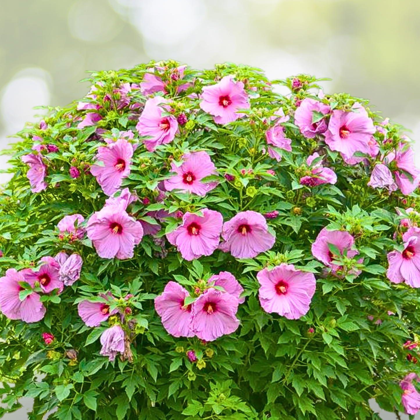 Hibiscus Starter Plant - 5-7 Inch Lilac Crush - Hibiscus rosa-sinensis