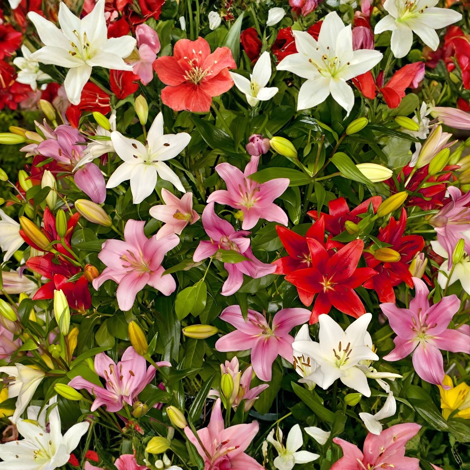 Asiatic Lily Bulbs - 6 Fresh Planting Bulbs, Easy to Grow, Made in USA, Lilium asiatica