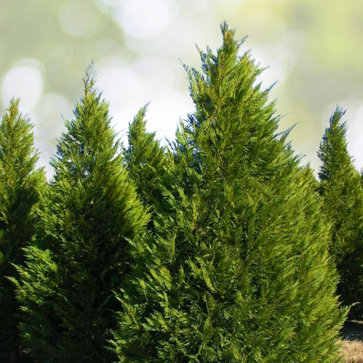 Leyland Cypress Tree Cuttings - Fresh Non-Rooted Cuttings for Privacy Screen - Fast-Growing Evergreen (Cupressus × leylandii)