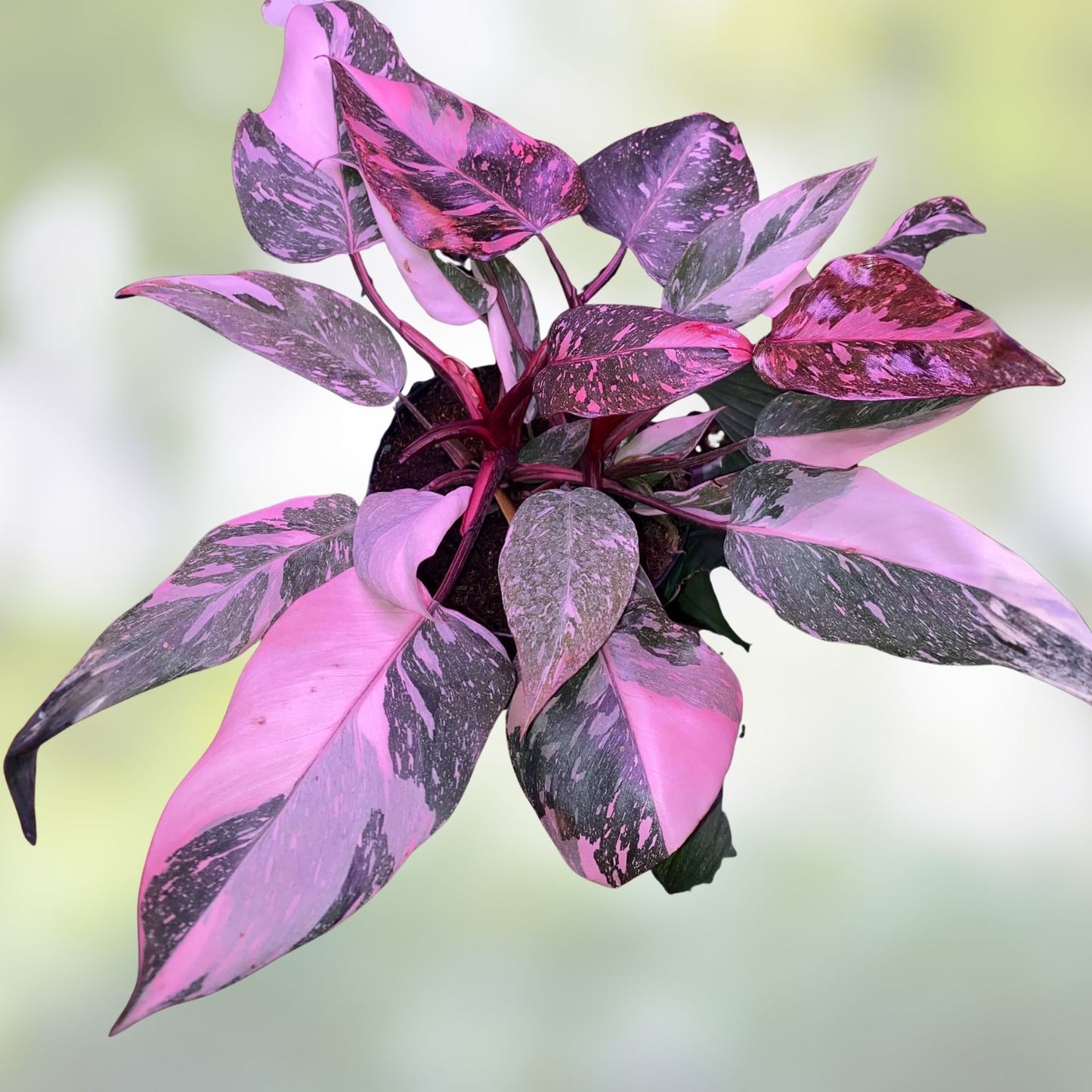 Philodendron Black Cherry Cutting - Rooted Tropical Houseplant - Philodendron spp.