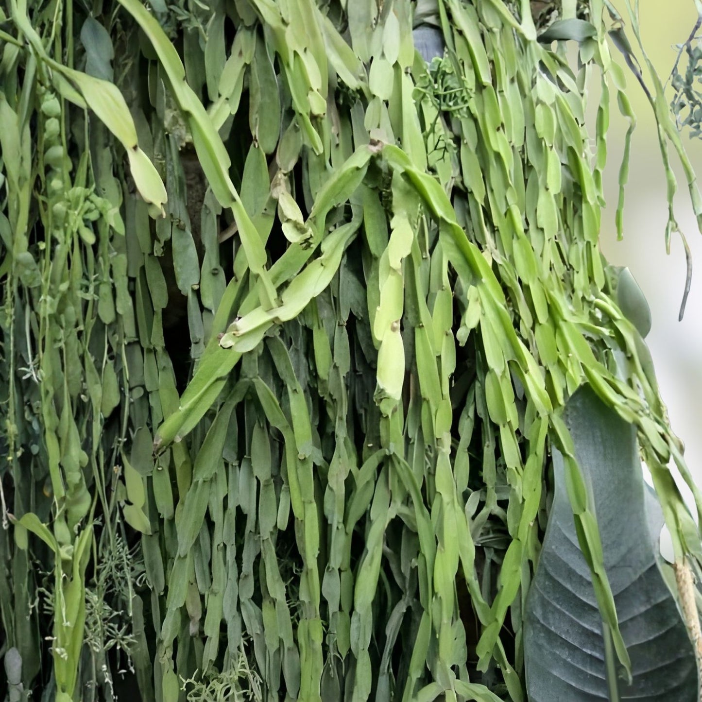 Rhipsalis paradoxa Cuttings - Unique Cactus for Indoor Gardening - Exotic Houseplant Decor - Epiphytic Succulent Plant