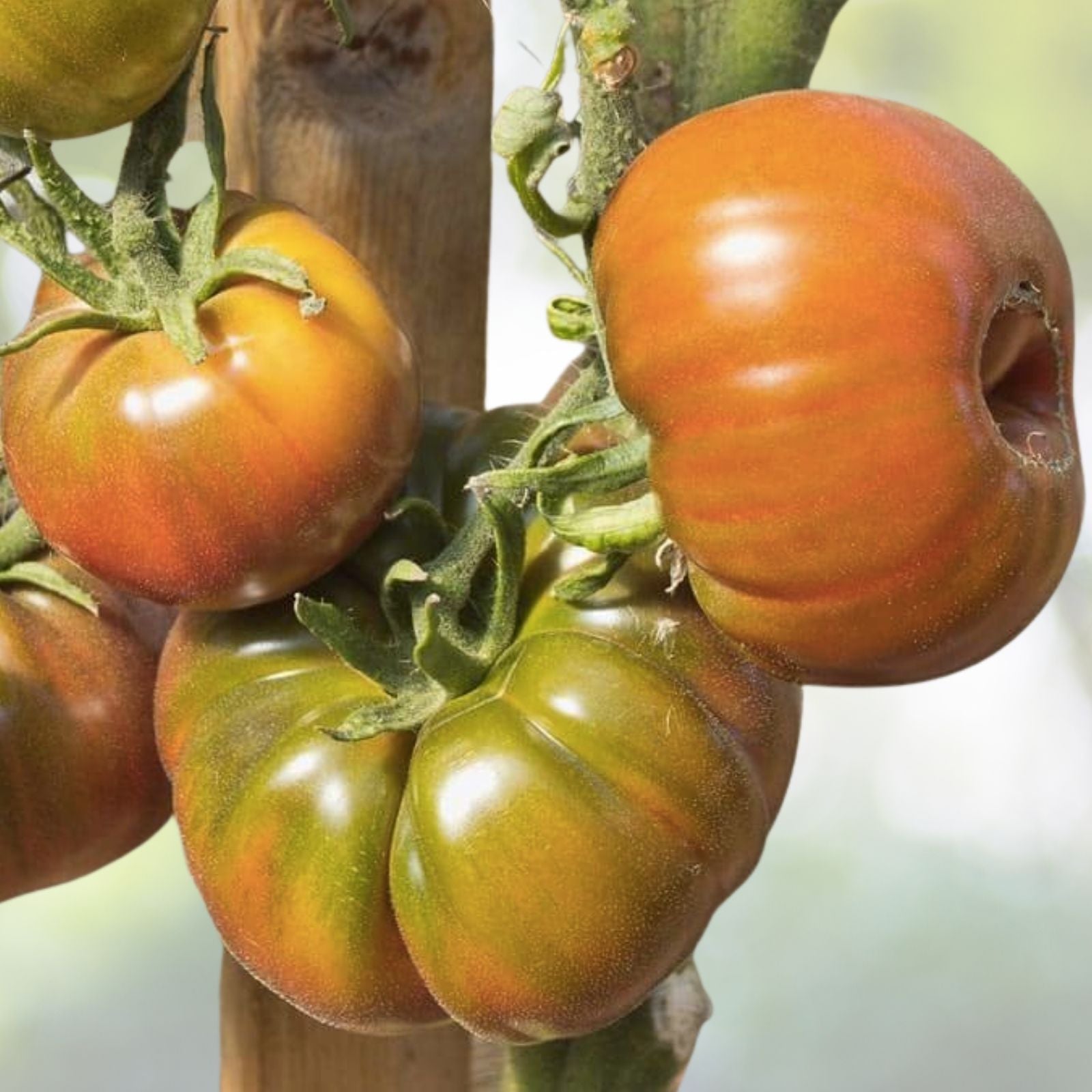 Organic Black Krim Tomato Seeds - 50+ Large Beefsteak Rare Russian Heirloom (Solanum lycopersicum)