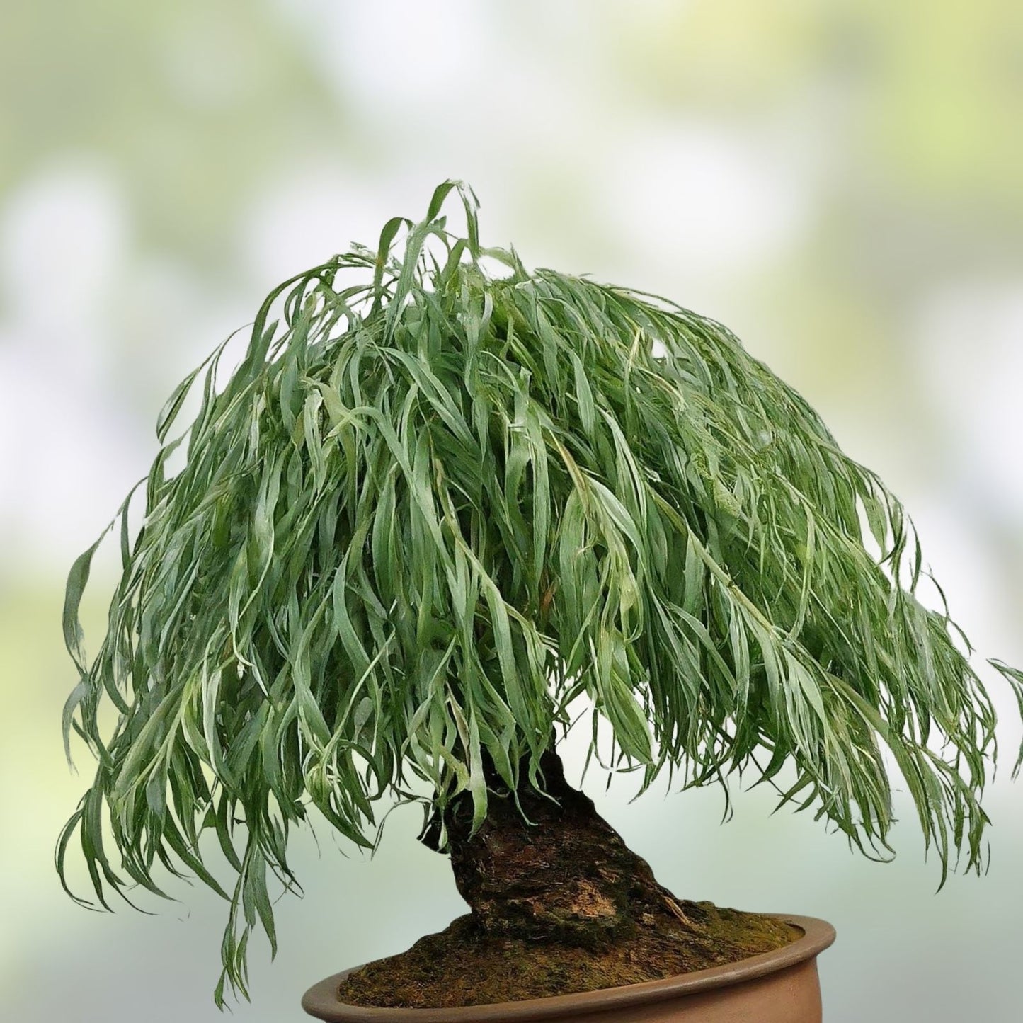 Chinese Weeping Willow Bonsai Cutting - Fast Growing Tree - Salix babylonica - Live Plant for Gardening and Landscaping