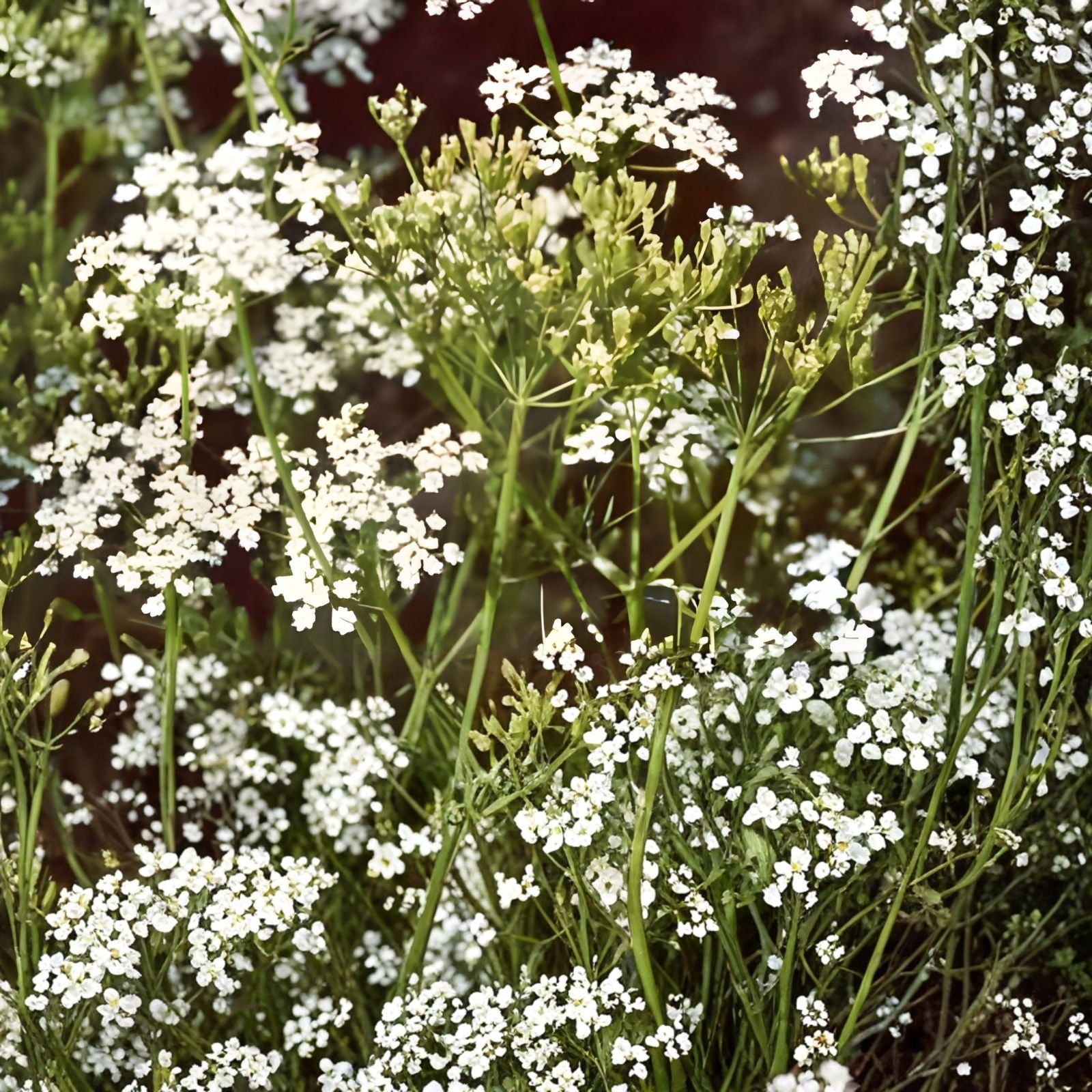 Texas Early Grano Onion Seeds - 500 Heirloom Short Day Vidalia Type Allium cepa Garden Seeds
