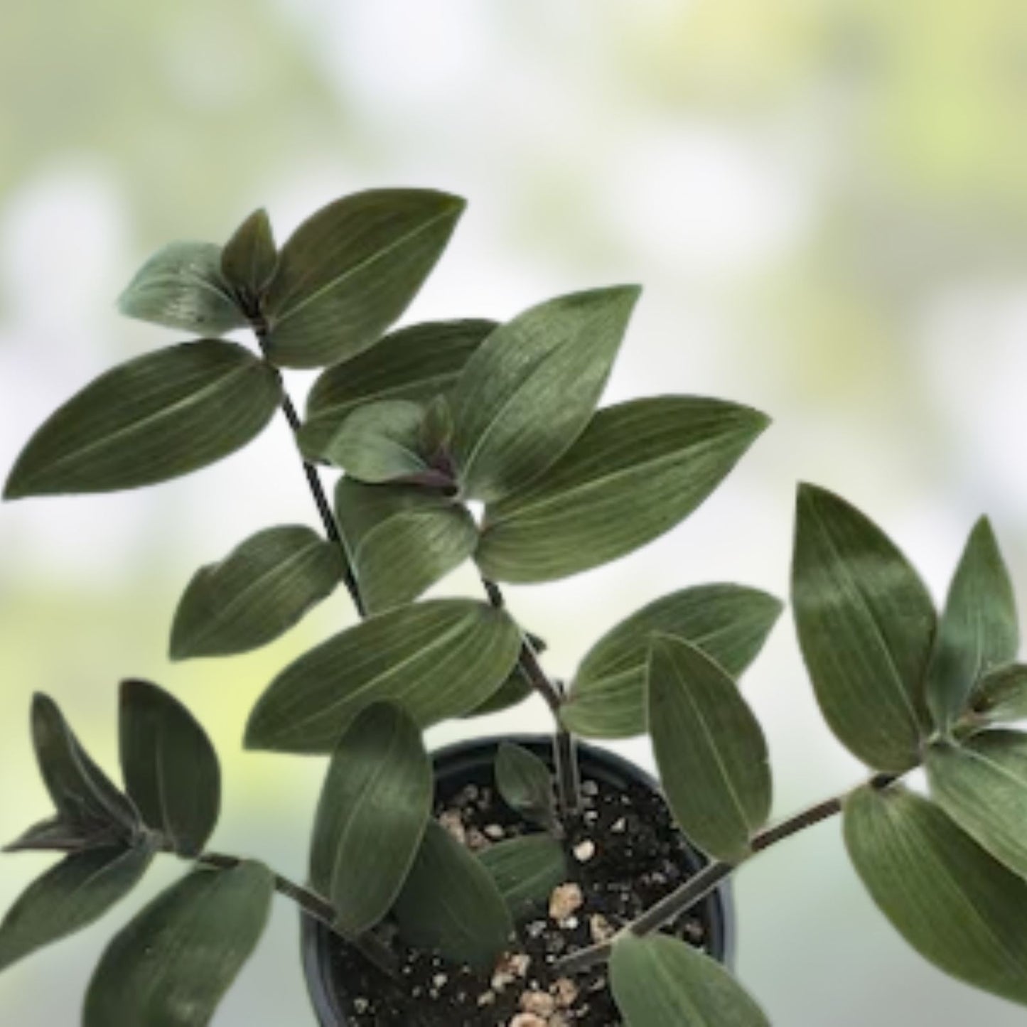 Wandering Jew Cuttings - T. Chrysophylla "Baby Bunny Bellies" Indoor House Plant Propagation