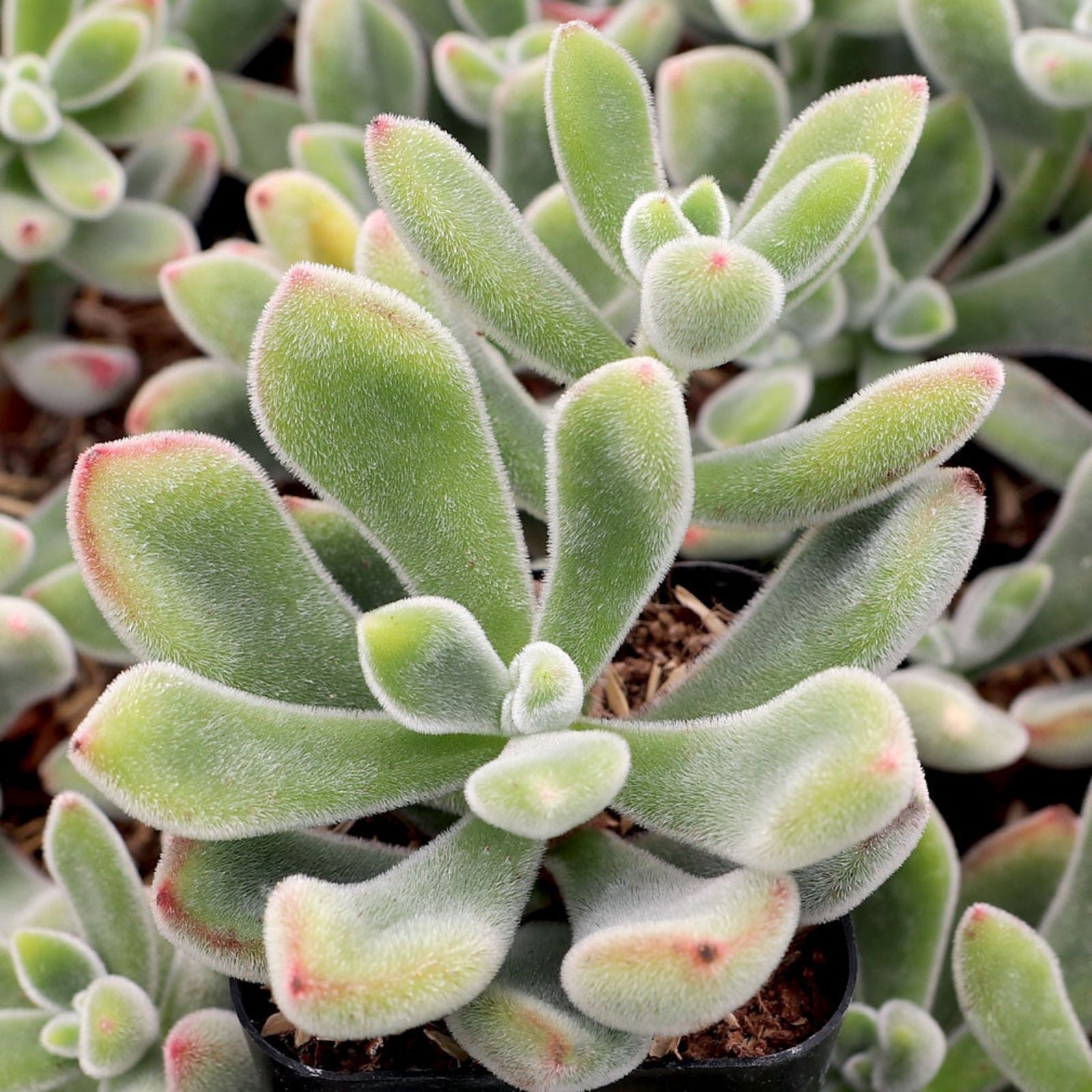 Echeveria Pulvinata Succulent 3-inch Fuzzy Red Green Plant - Desert Rose, Rosette Plant, Echeveria pulvinata