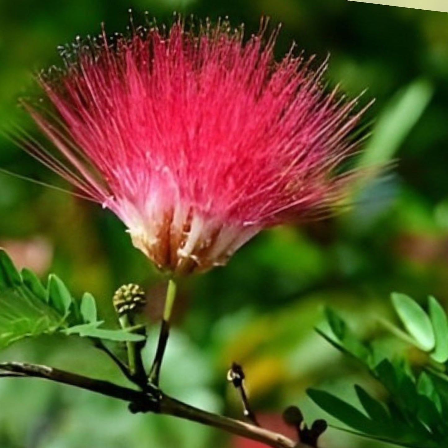 Pink Mimosa Tree Cuttings – 8-10” Albizia Julibrissin Persian Silk Tree Fast Growing Garden Plant Qty 5