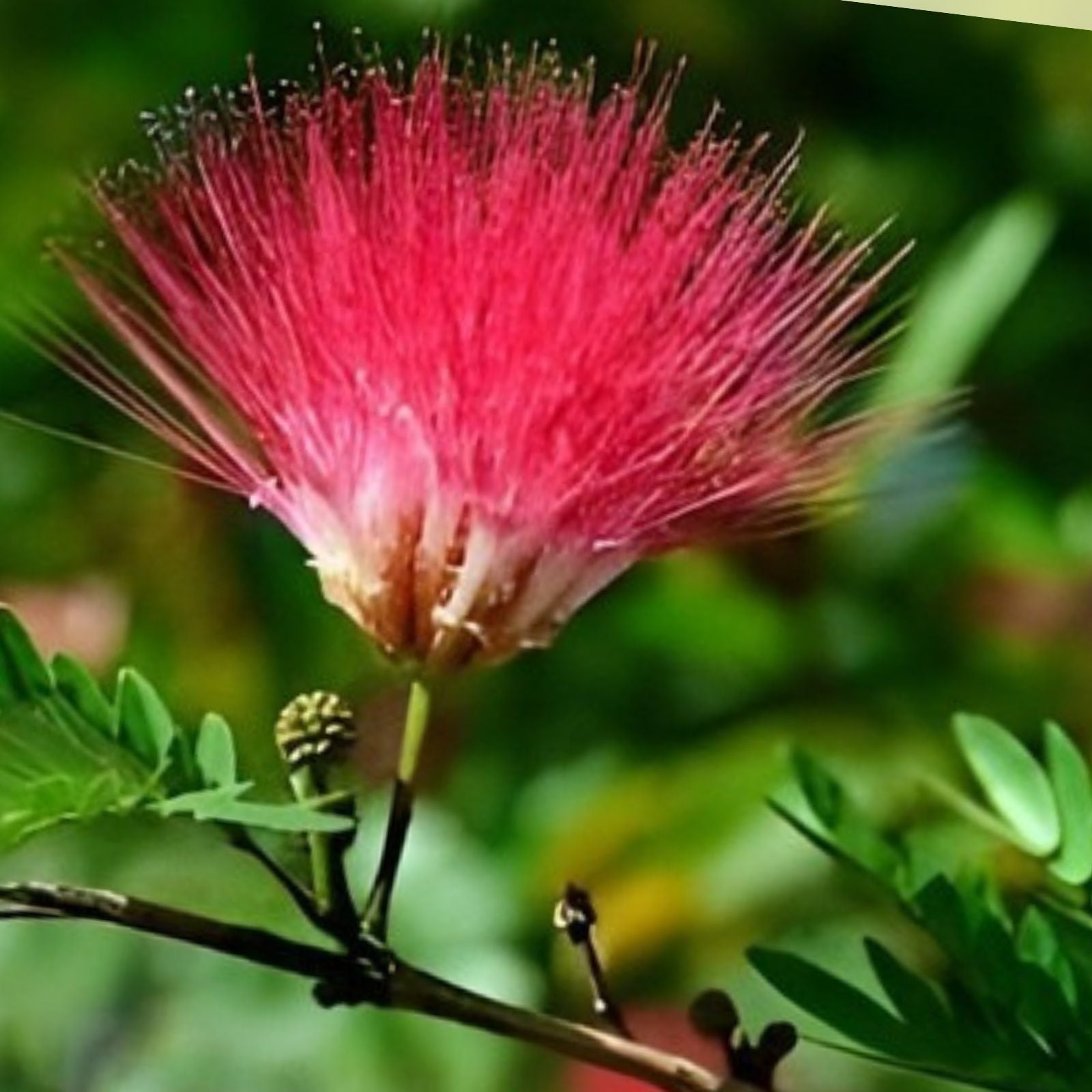 Pink Mimosa Tree Cuttings – 8-10” Albizia Julibrissin Persian Silk Tree Fast Growing Garden Plant Qty 5