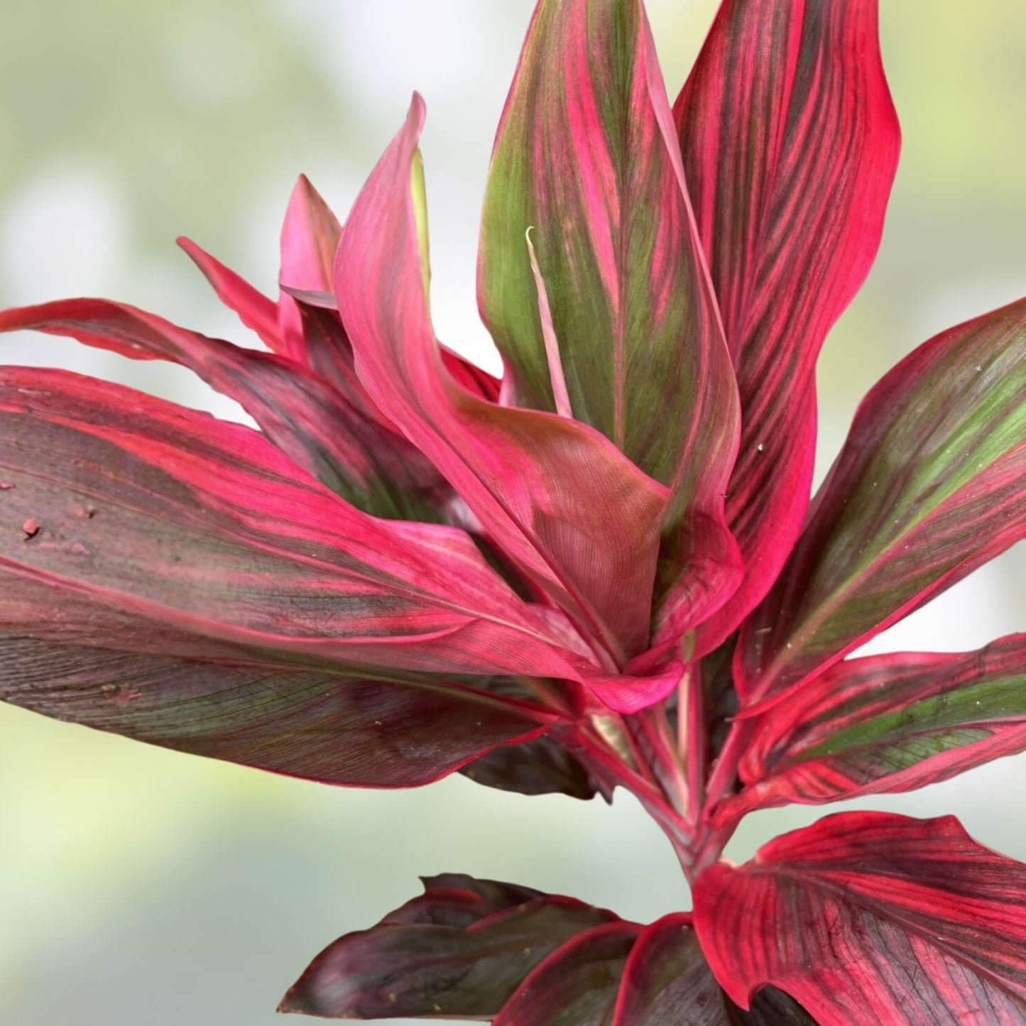 Hawaiian Ti Leaf Cuttings 6-inch Green Pink Red Hybrid, Cordyline fruticosa, Fresh No Roots, Tropical Plant Propagation